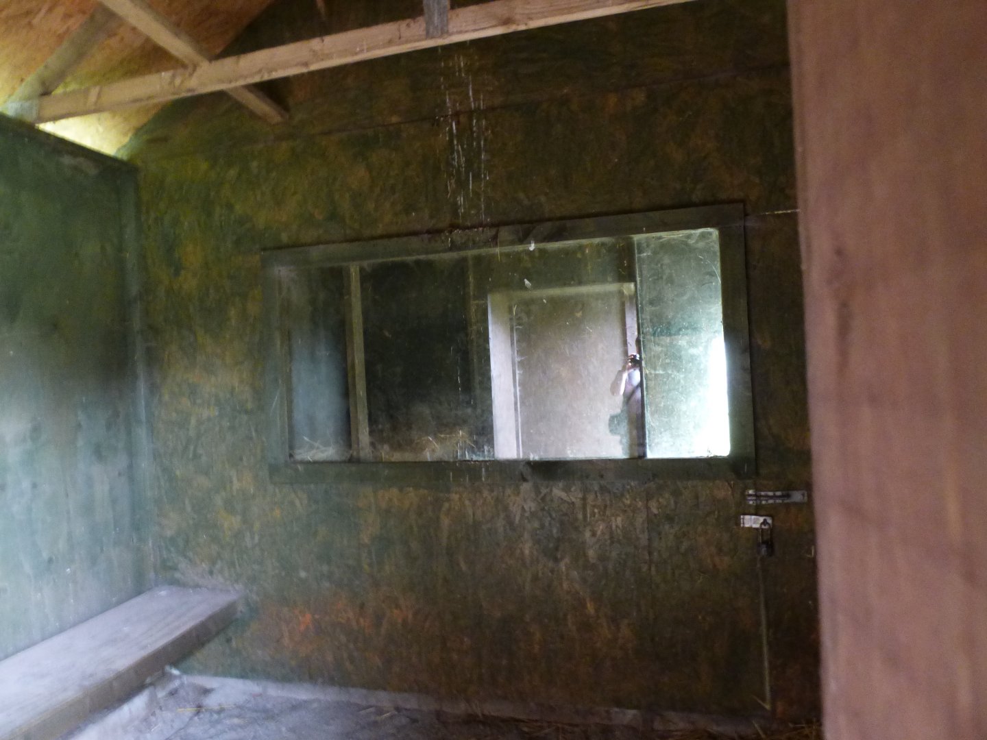 Indoor Red Fox Viewing