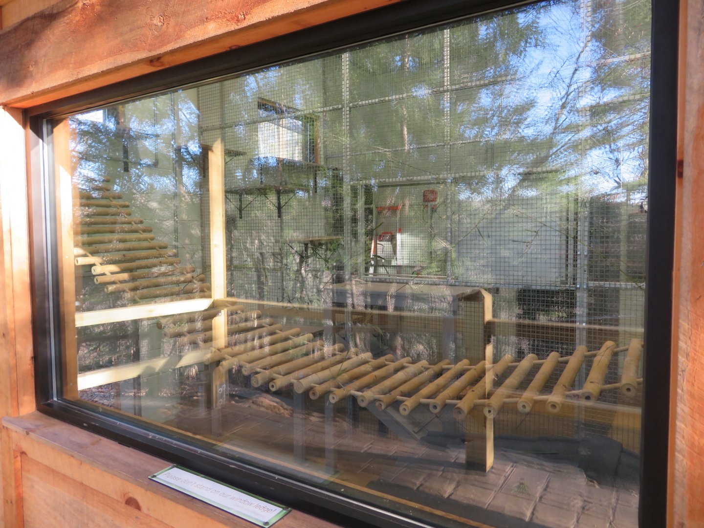 Indoor Red Panda Exhibit (Viewing Window)