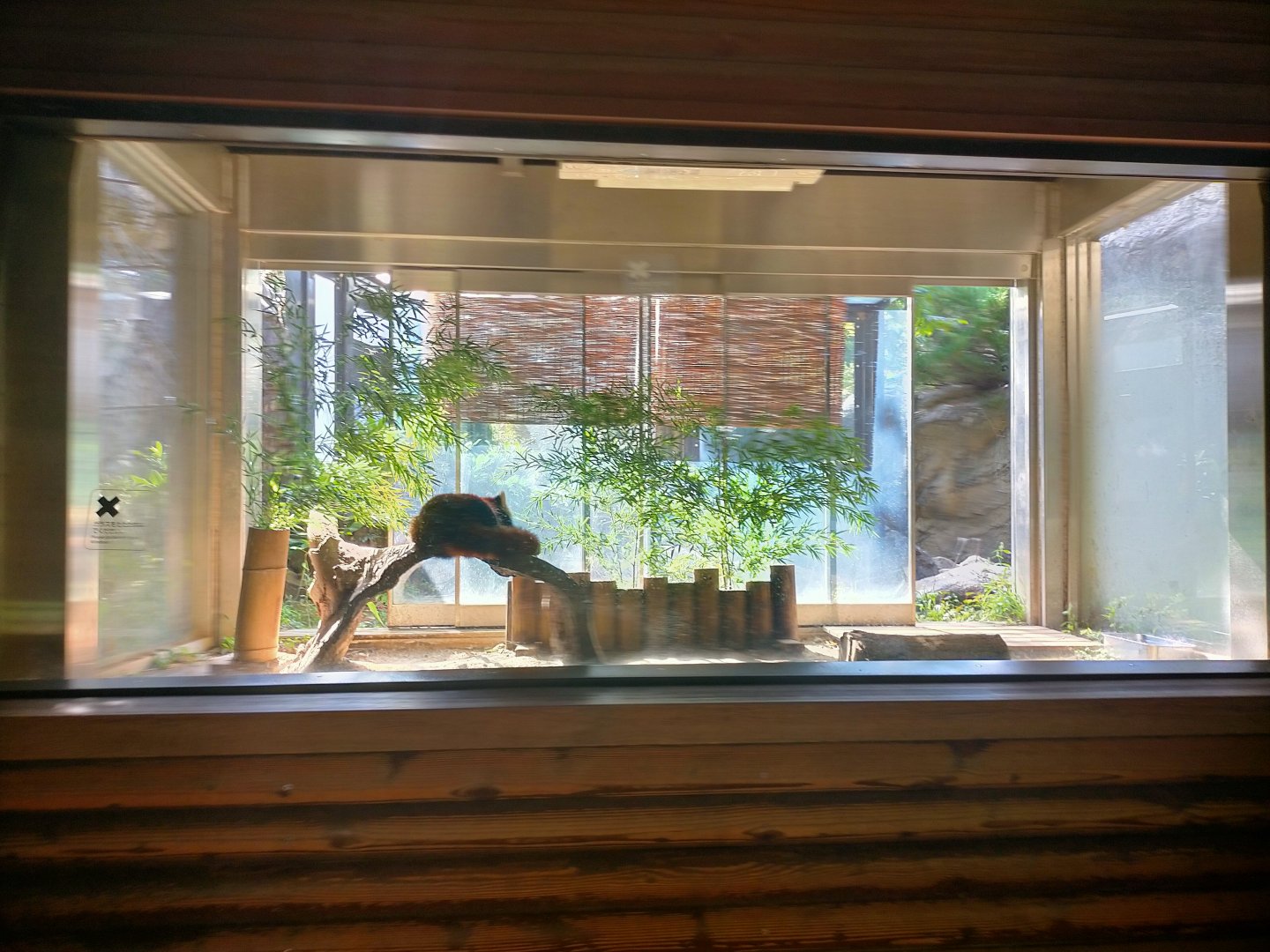 Indoor red panda exhibit