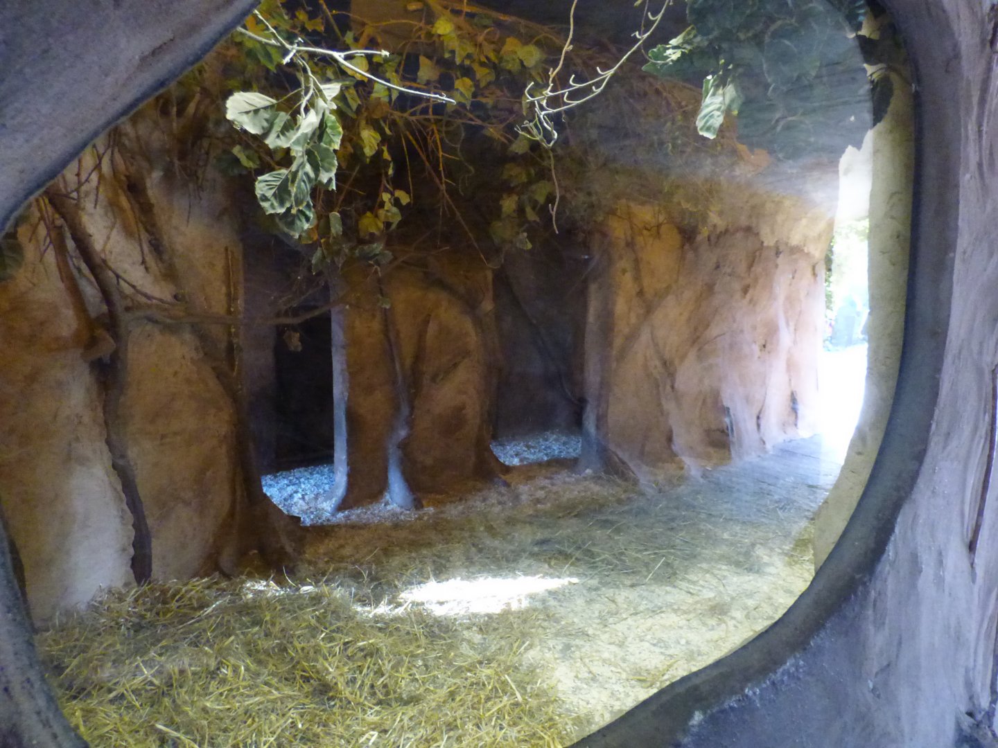 Indoor Red River Hog Enclosure