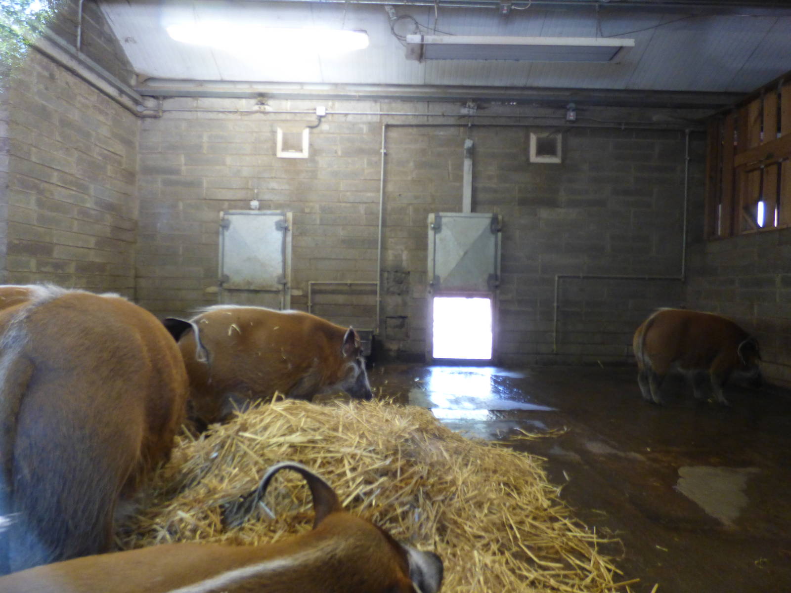 Indoor Red River Hog
