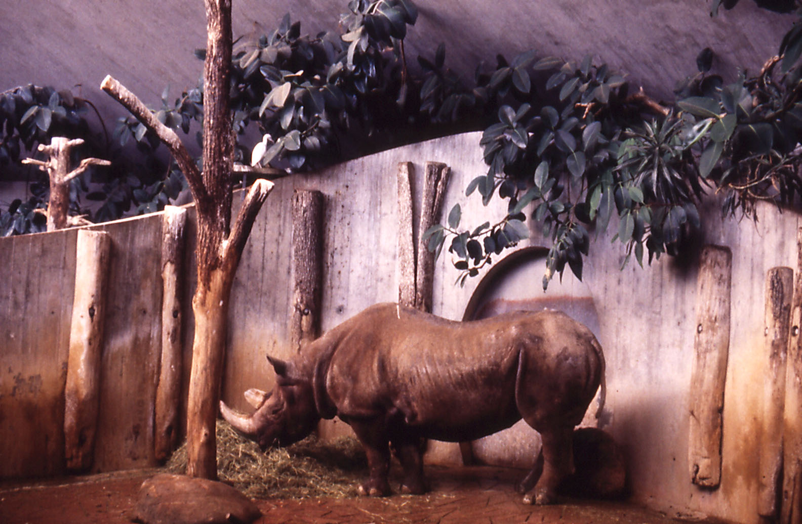 Indoor Rhino enclosure