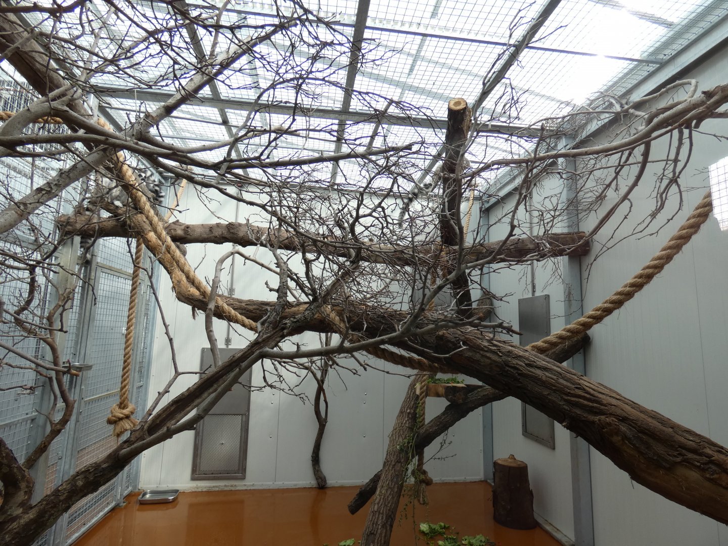 Indoor Ring-tailed Lemur enclosure