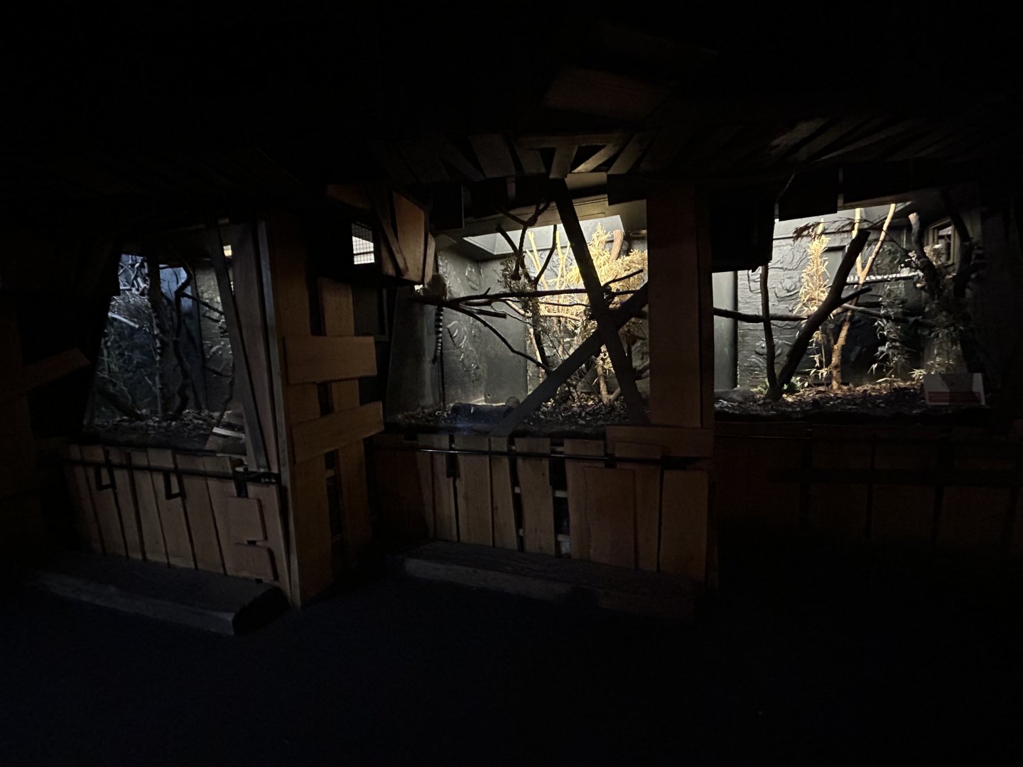 Indoor Ring-tailed Lemur Exhibit - Rainforest Life