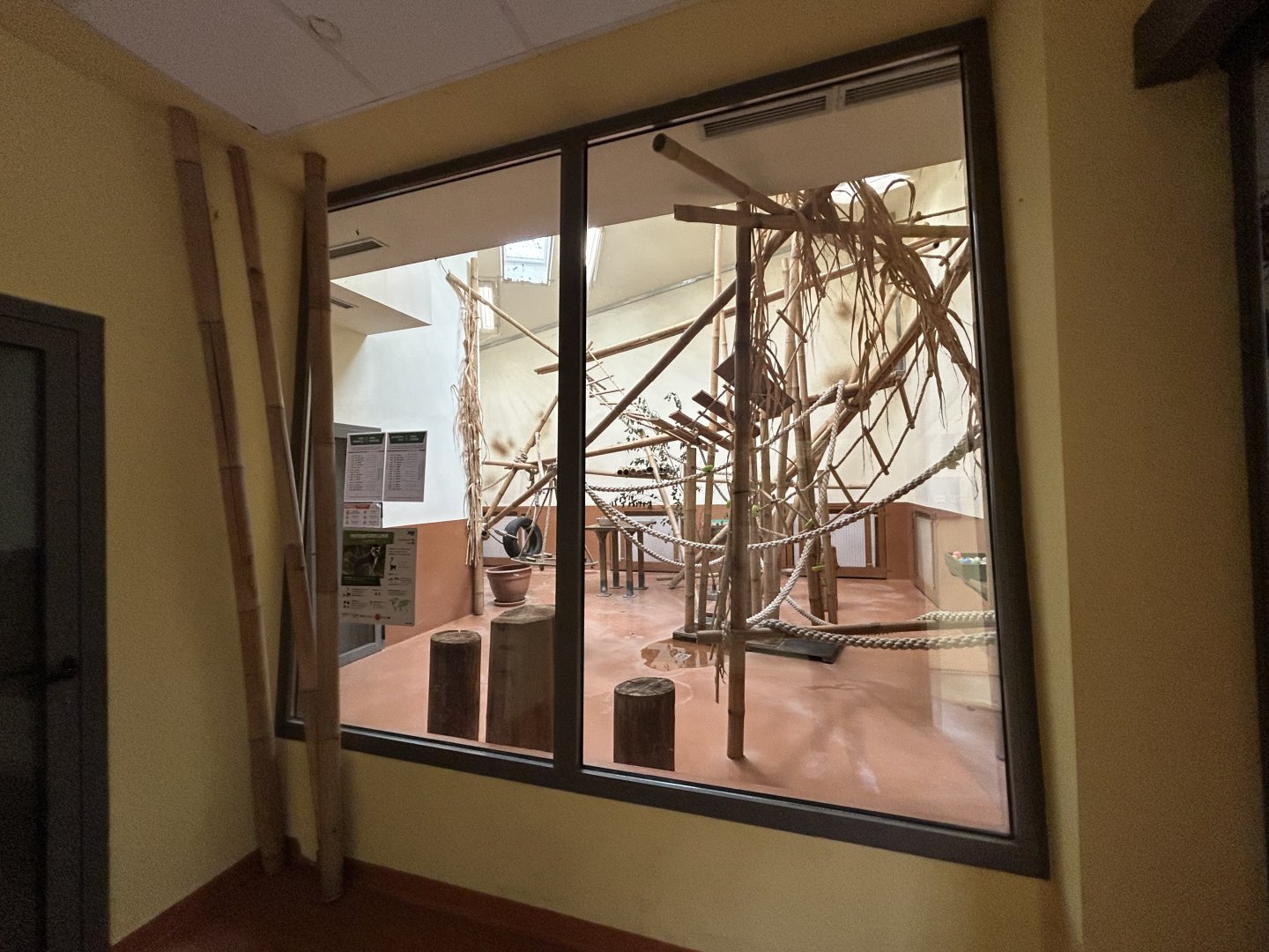 Indoor Ring-tailed Lemur Exhibit