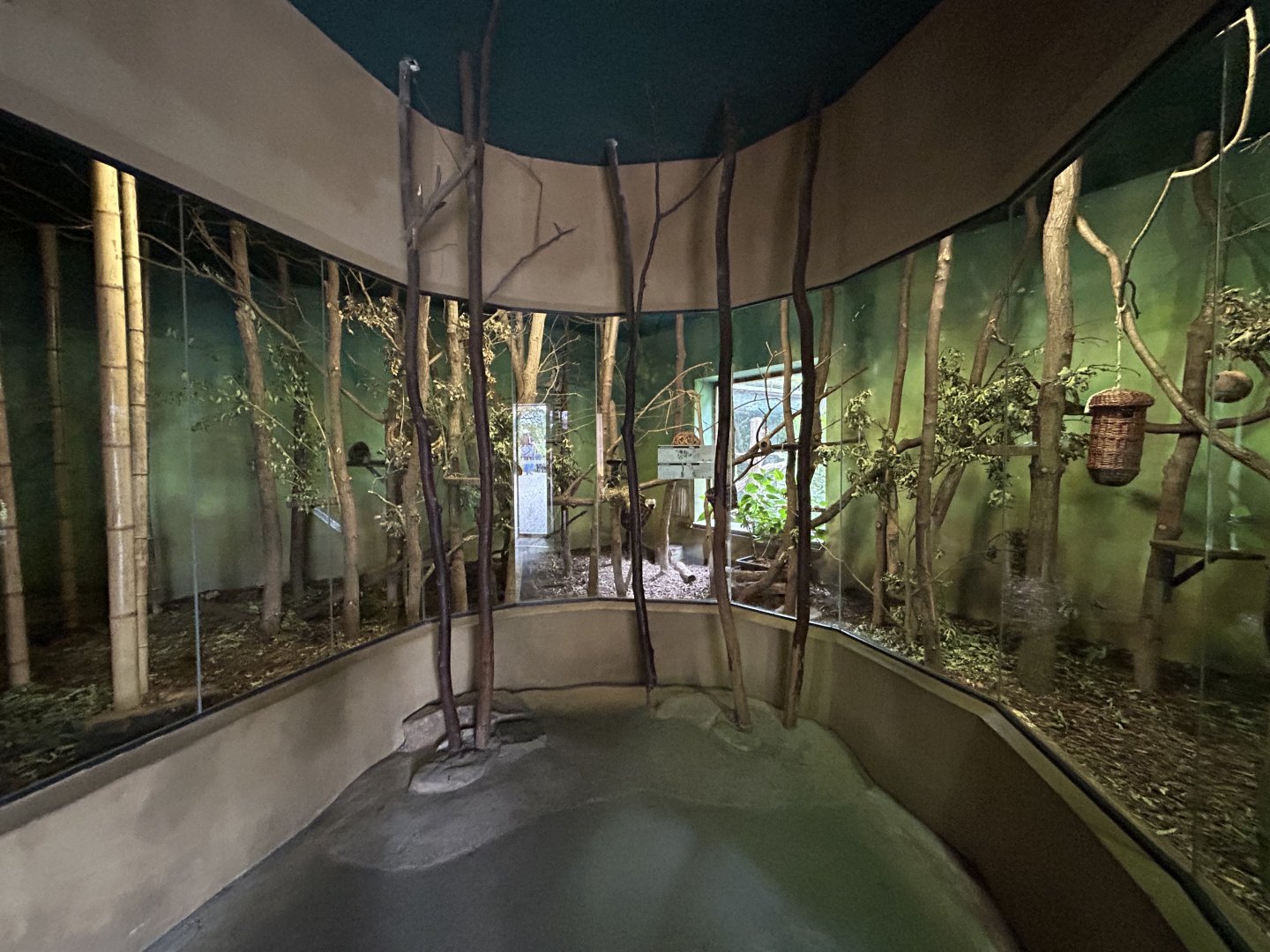Indoor Ring-tailed Lemur & White-headed Lemur Exhibit - Africa Up Close