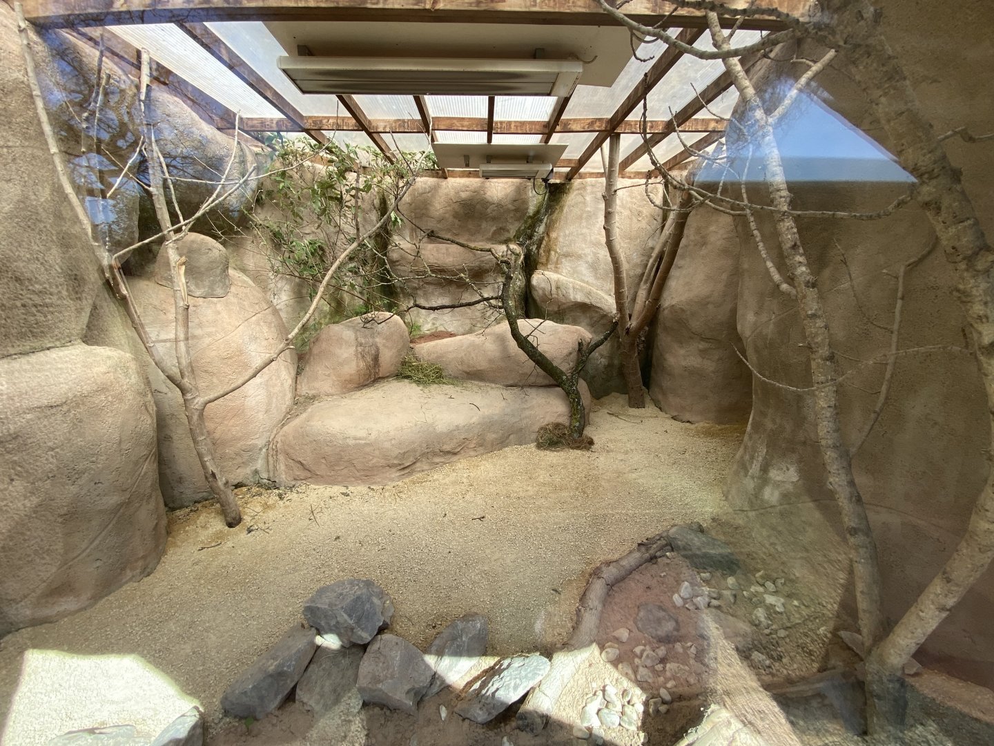 Indoor rock hyrax enclosure