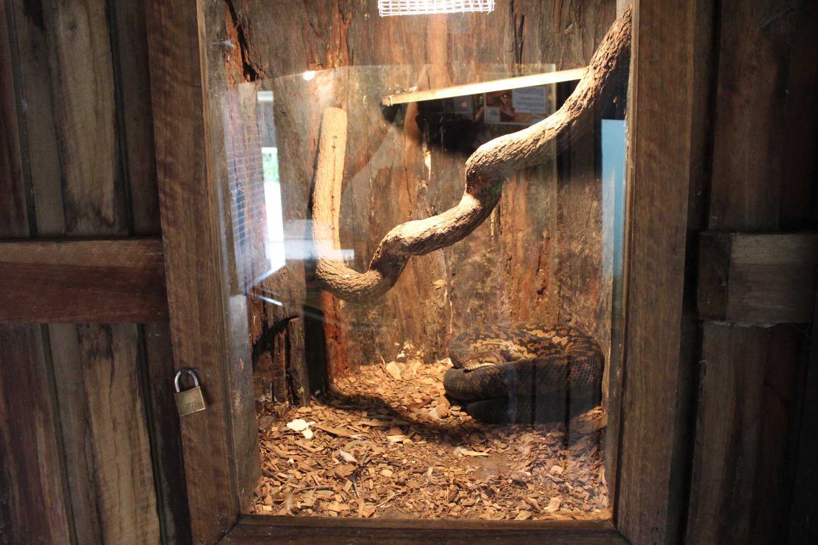 Indoor Scrub Python Enclosure