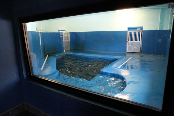 indoor sea lion pool