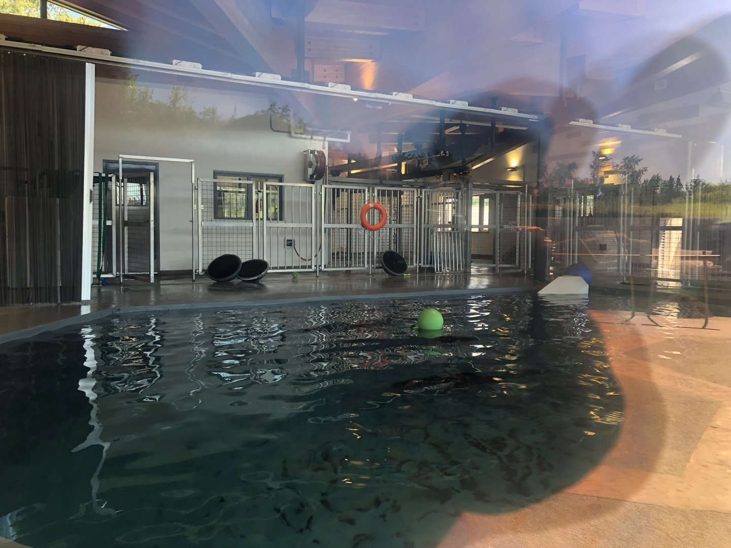 Indoor Seal Pool at Edmonton Valley Zoo (July 2022)