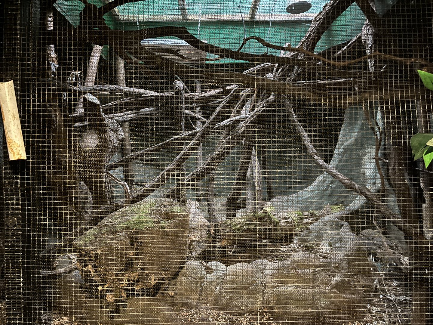 Indoor section for primates in Amazon area 11.2.25