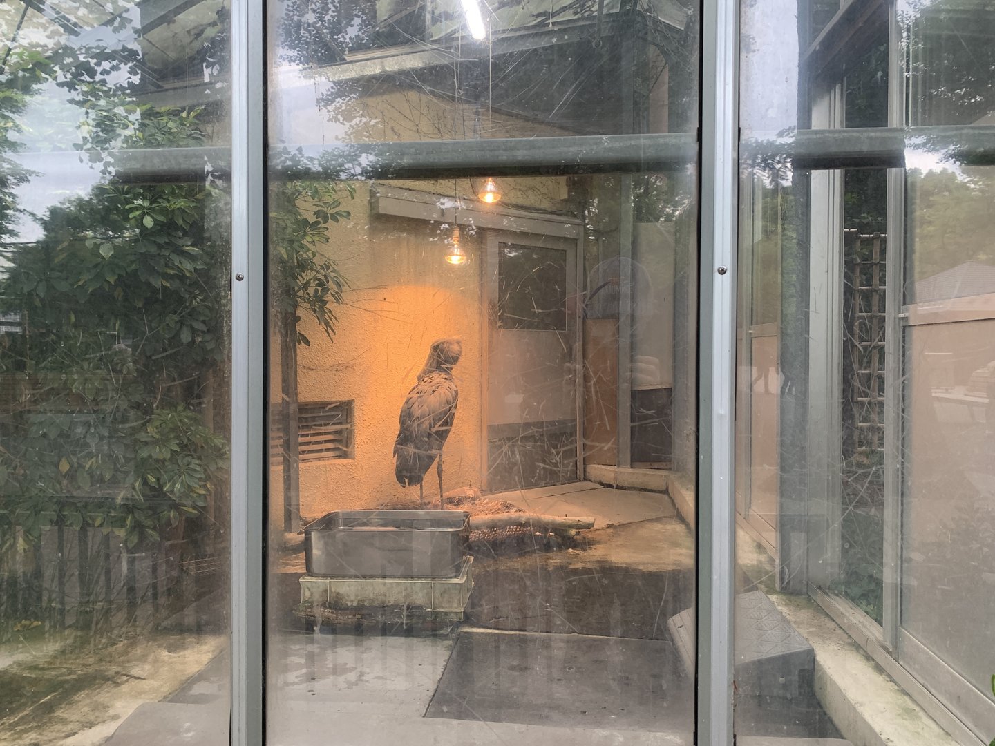 Indoor Shoebill Viewing