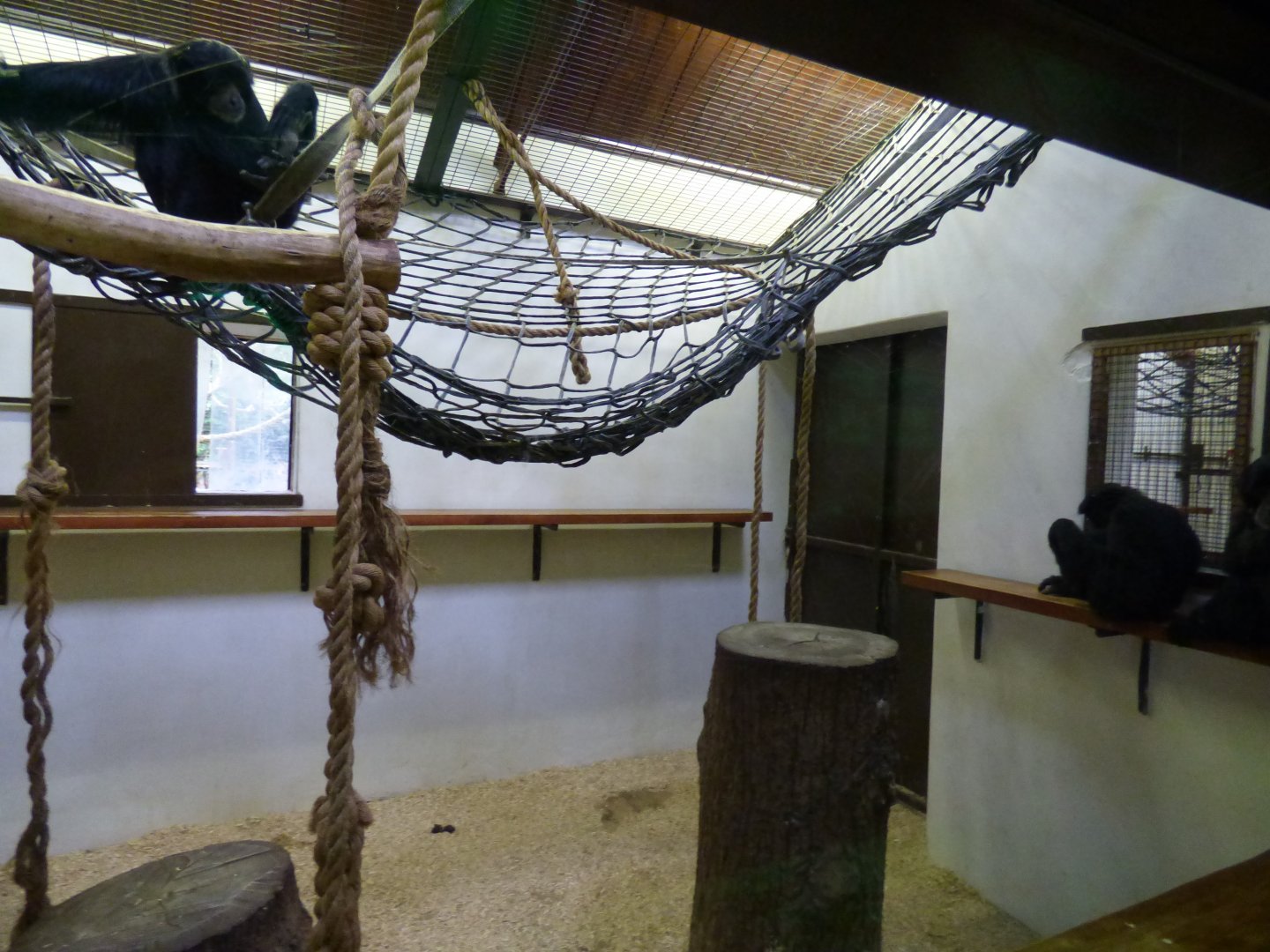 Indoor Siamang Enclosure