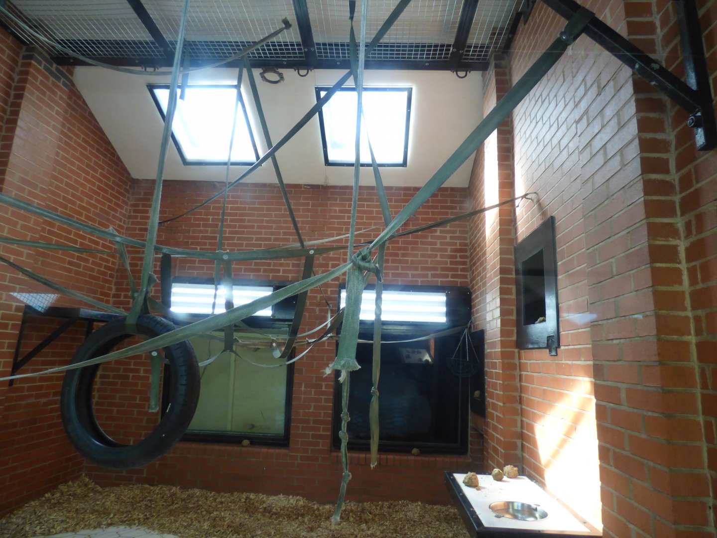 Indoor Siamang Enclosure