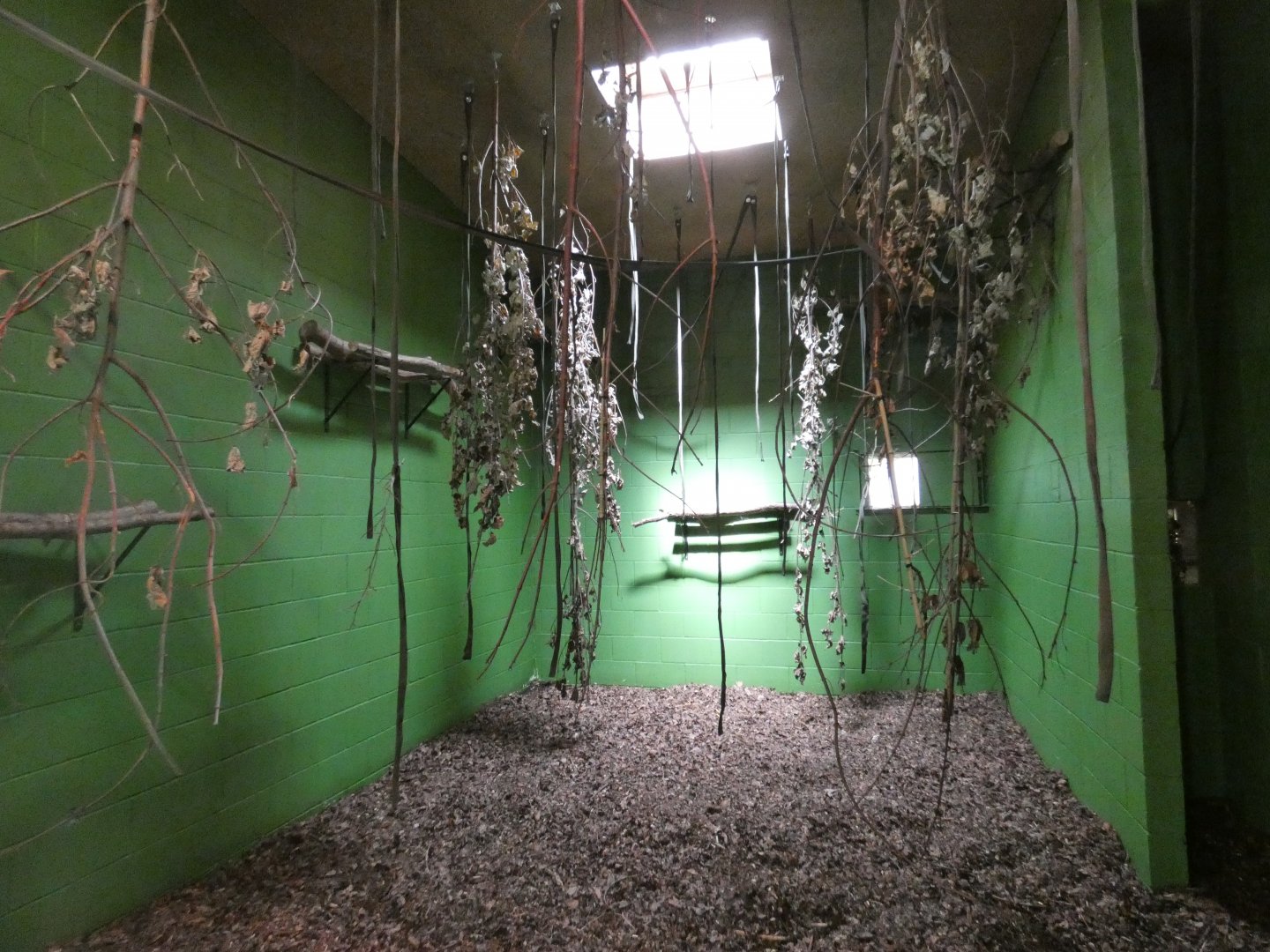 Indoor Siamang enclosure