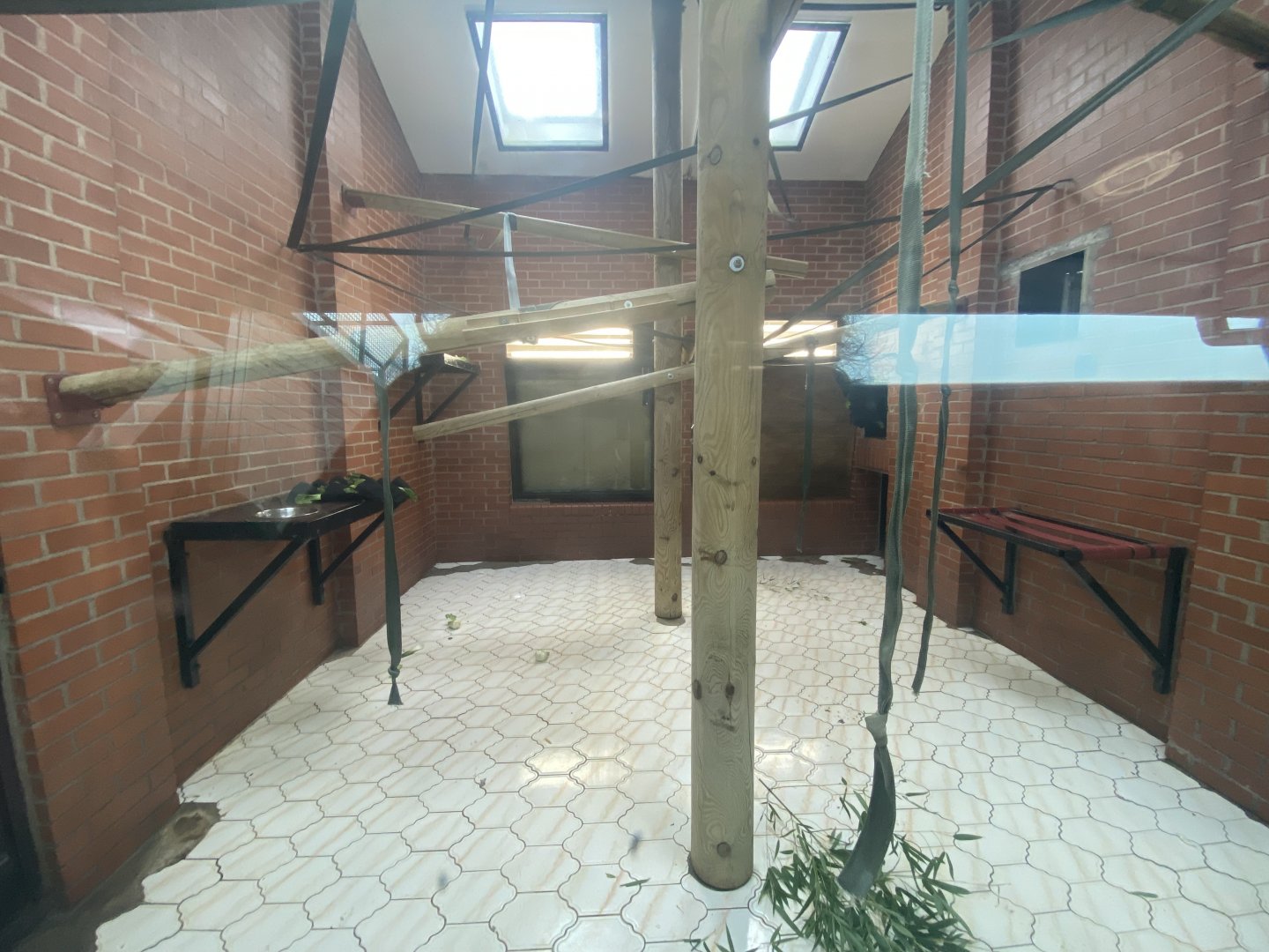 Indoor siamang enclosure