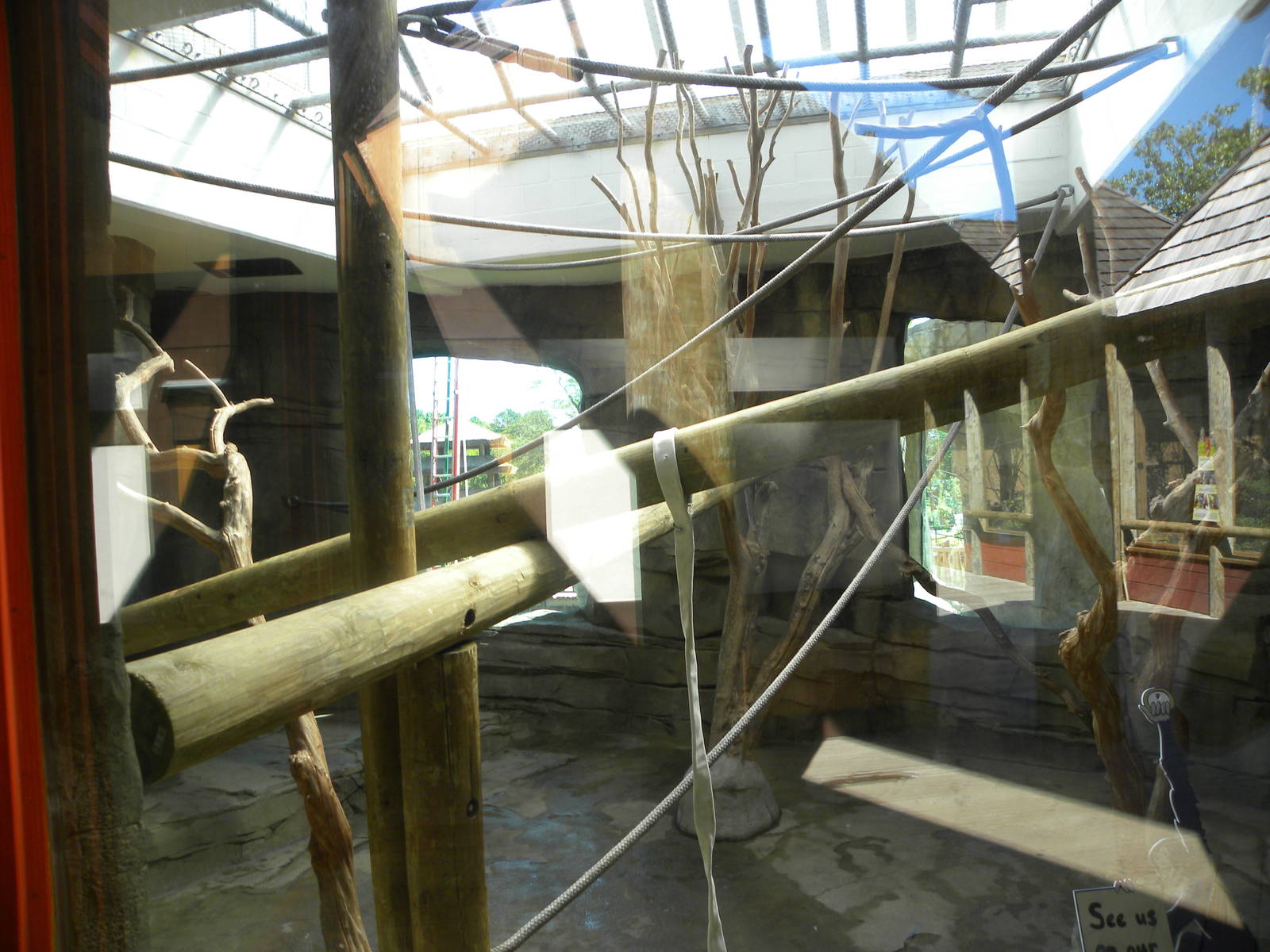 Indoor Siamang Exhibit