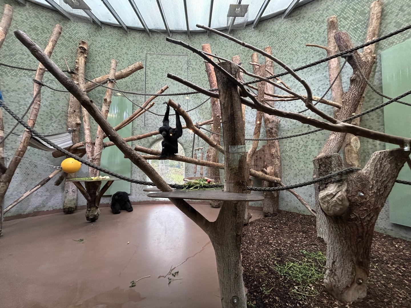 Indoor Siamang Exhibit