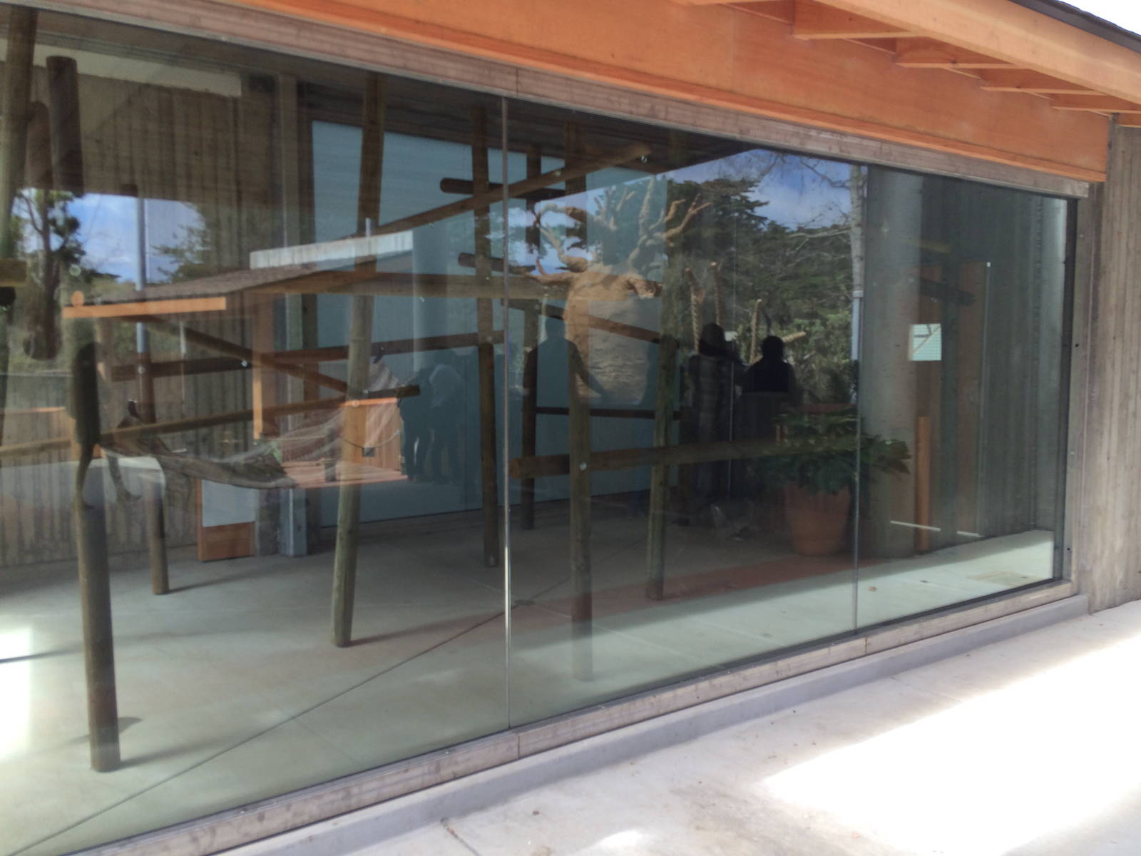 Indoor Sifaka Exhibit area