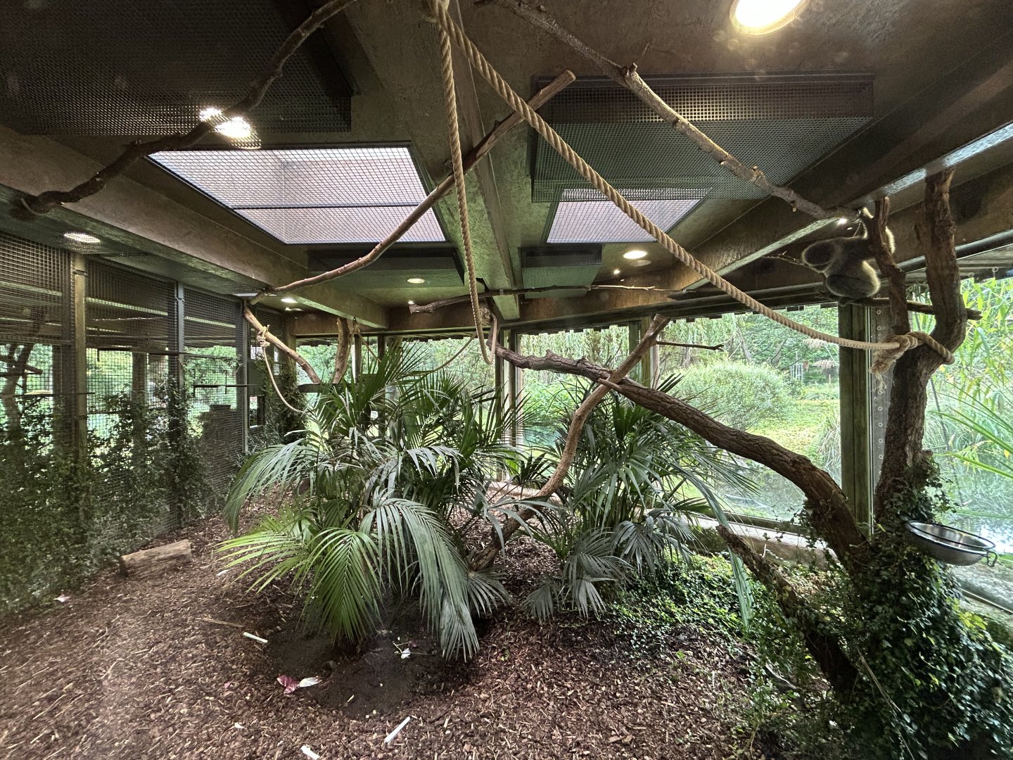 Indoor Silvery Gibbon Exhibit