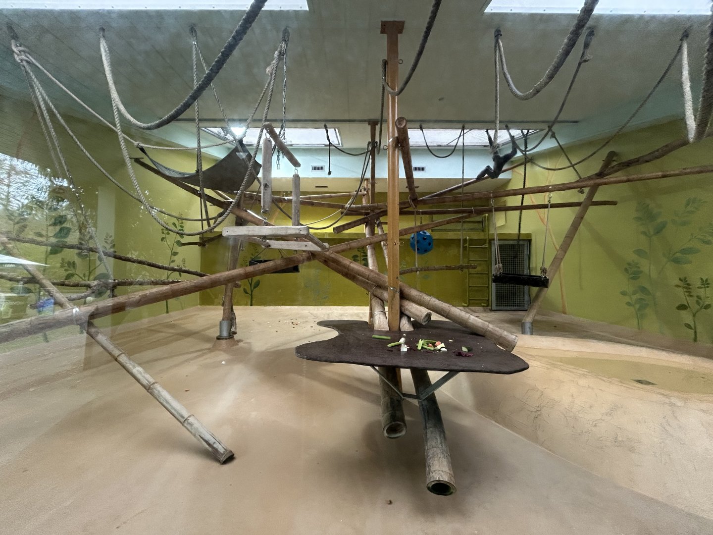 Indoor Silvery Gibbon Exhibit