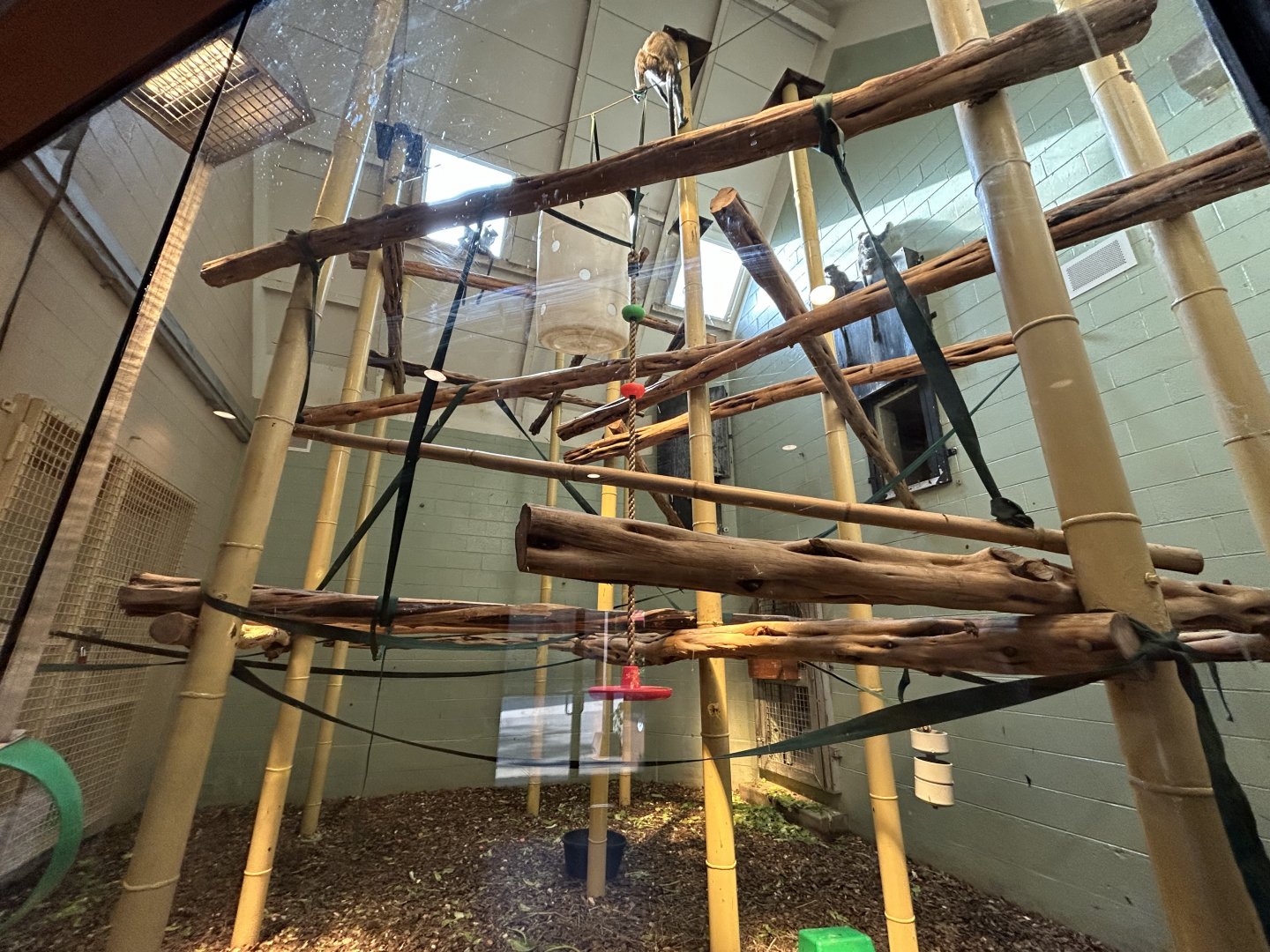 Indoor Silvery Langur Exhibit - Asian Trek