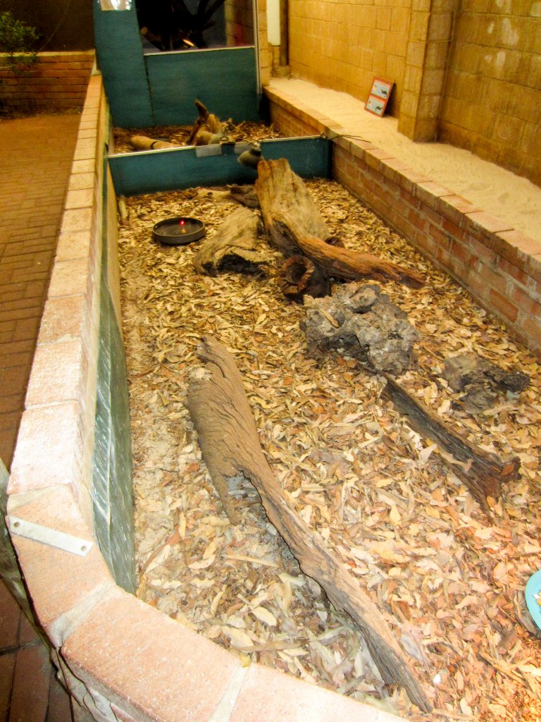 Indoor skink exhibit
