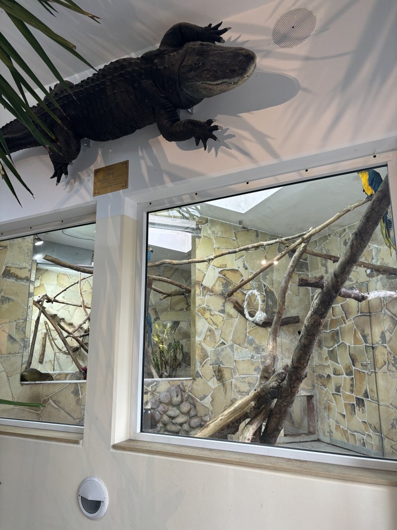 Indoor South American Enclosure and taxidermy of Maxl the Alligator