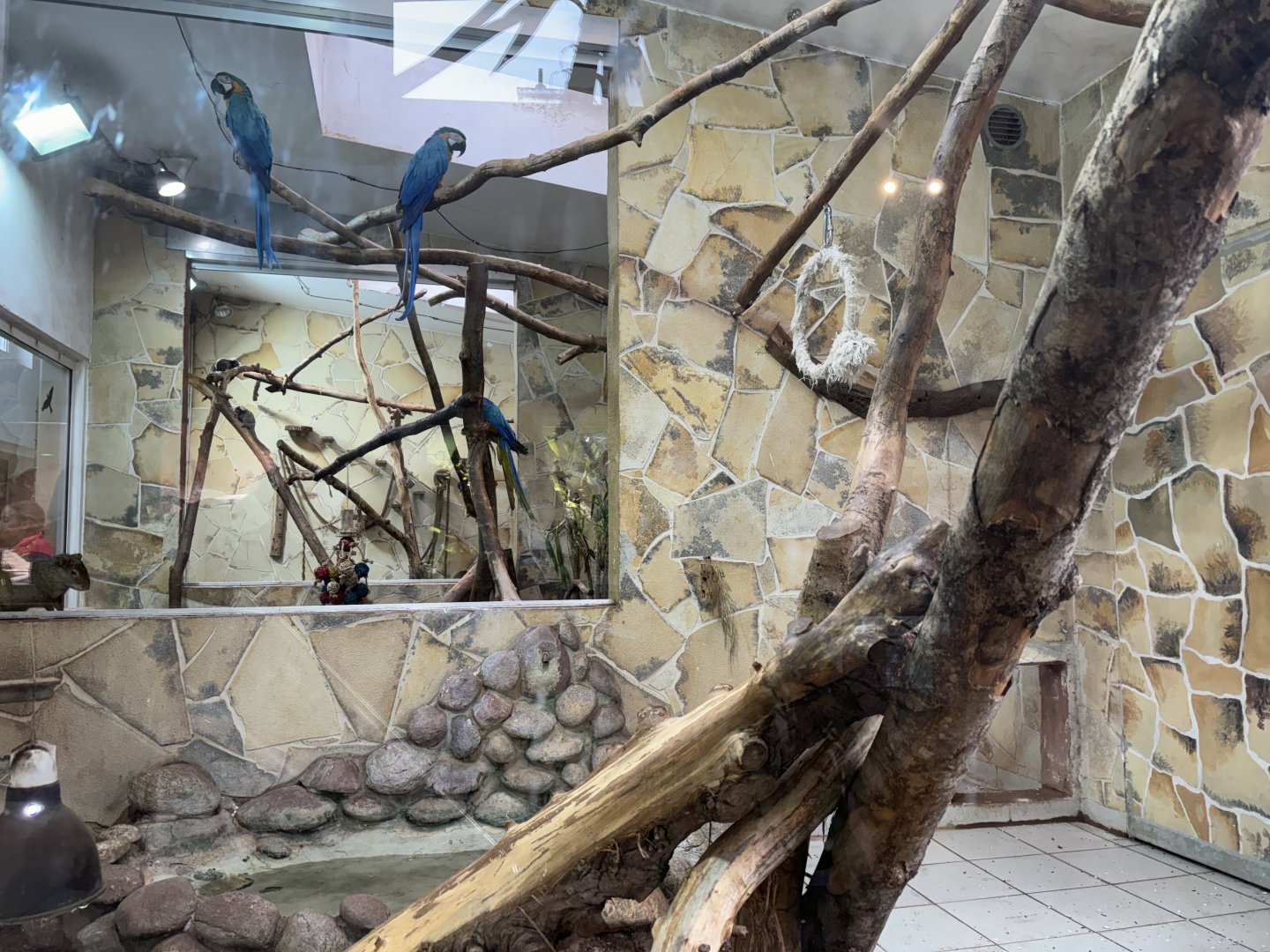 Indoor South American Enclosure