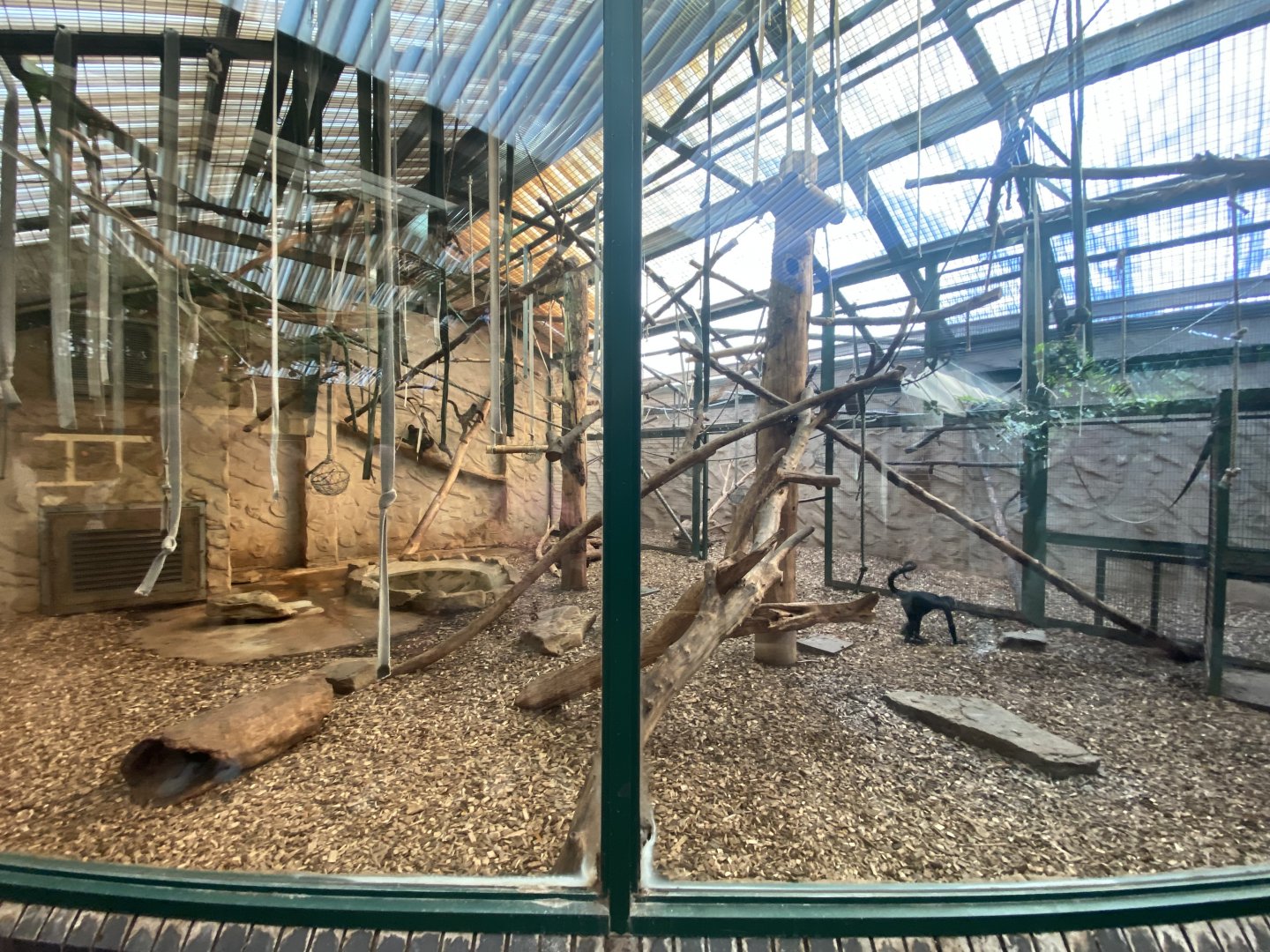 Indoor spider monkey enclosure