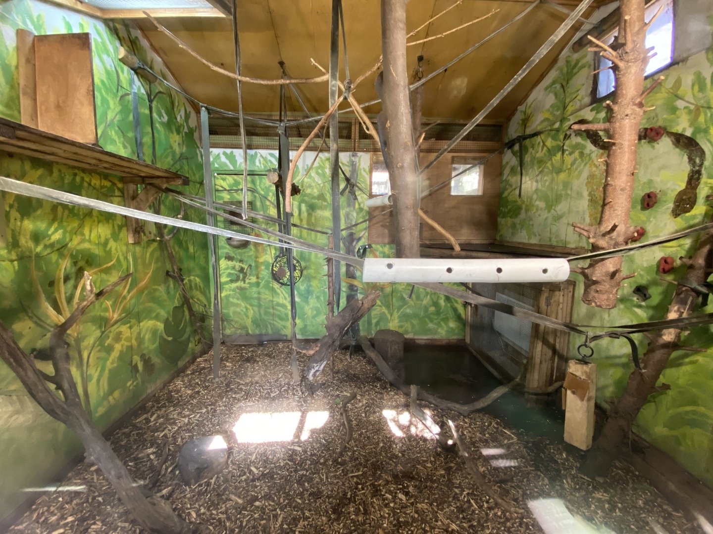 Indoor spider monkey enclosure