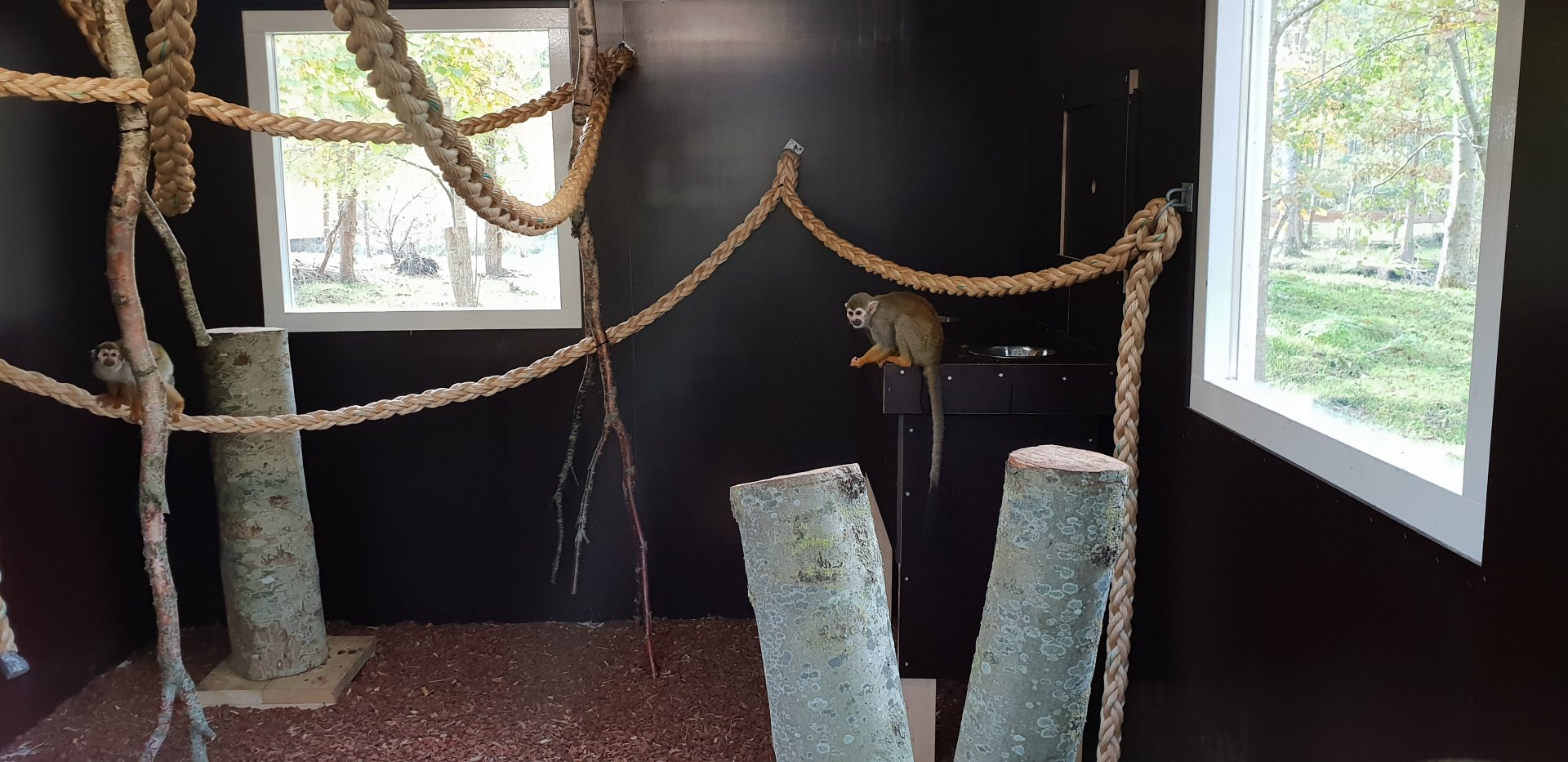 Indoor Squirrel monkey enclosure