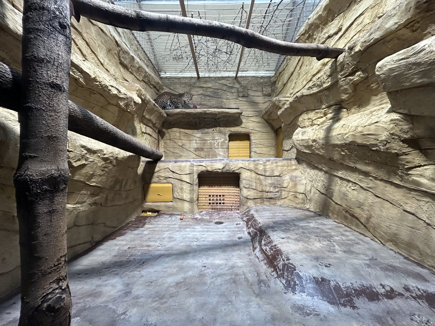 Indoor Sri Lankan Leopard Exhibit (one of several) - Indian Carnivores House