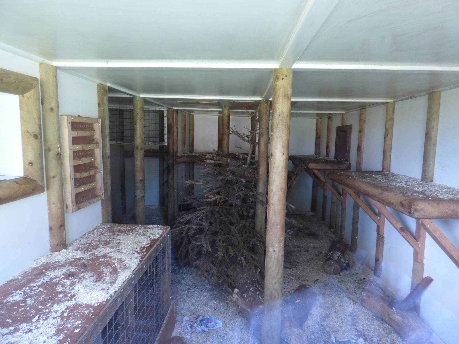 Indoor Stump-Tailed Macaque Enclosure