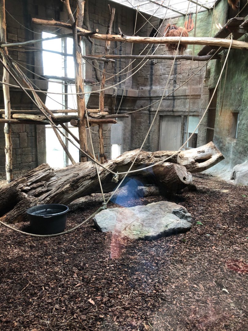 Indoor sumatran orangutans