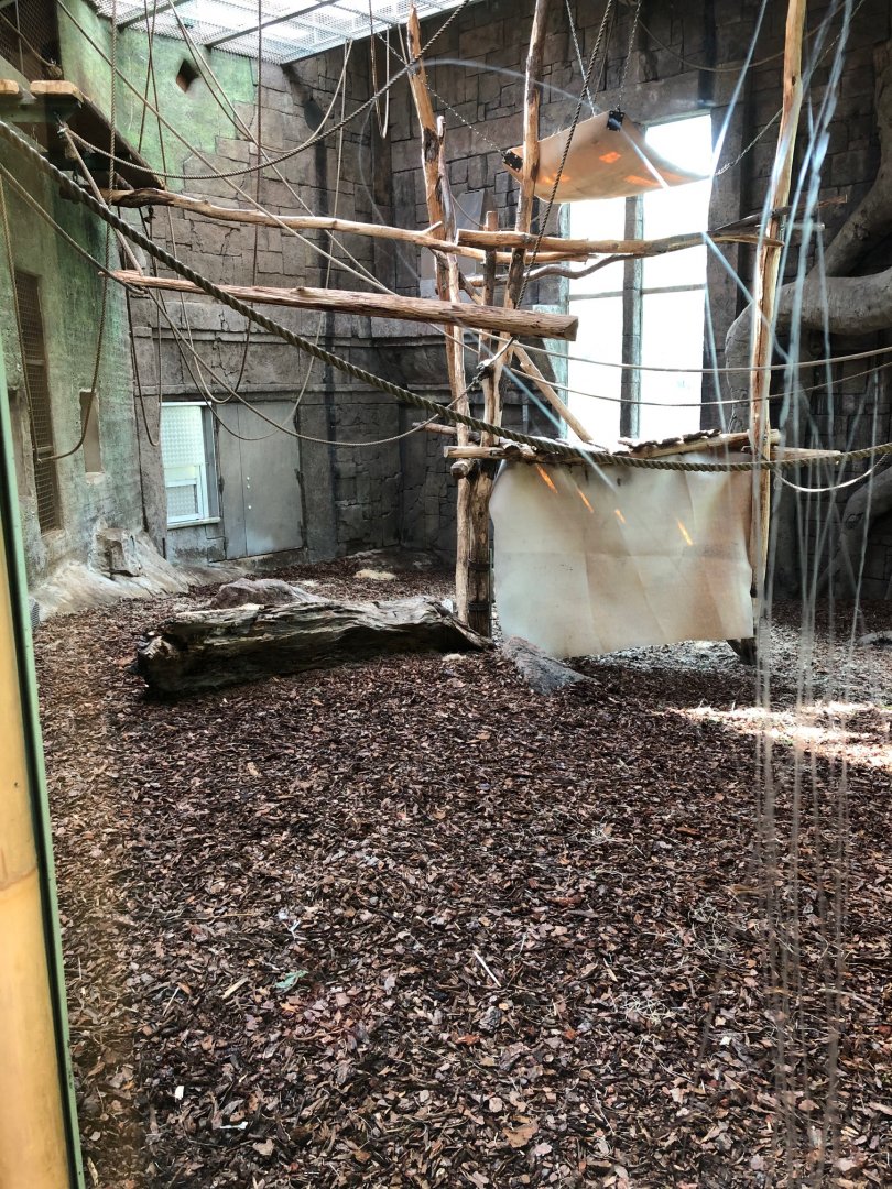 Indoor sumatran orangutans