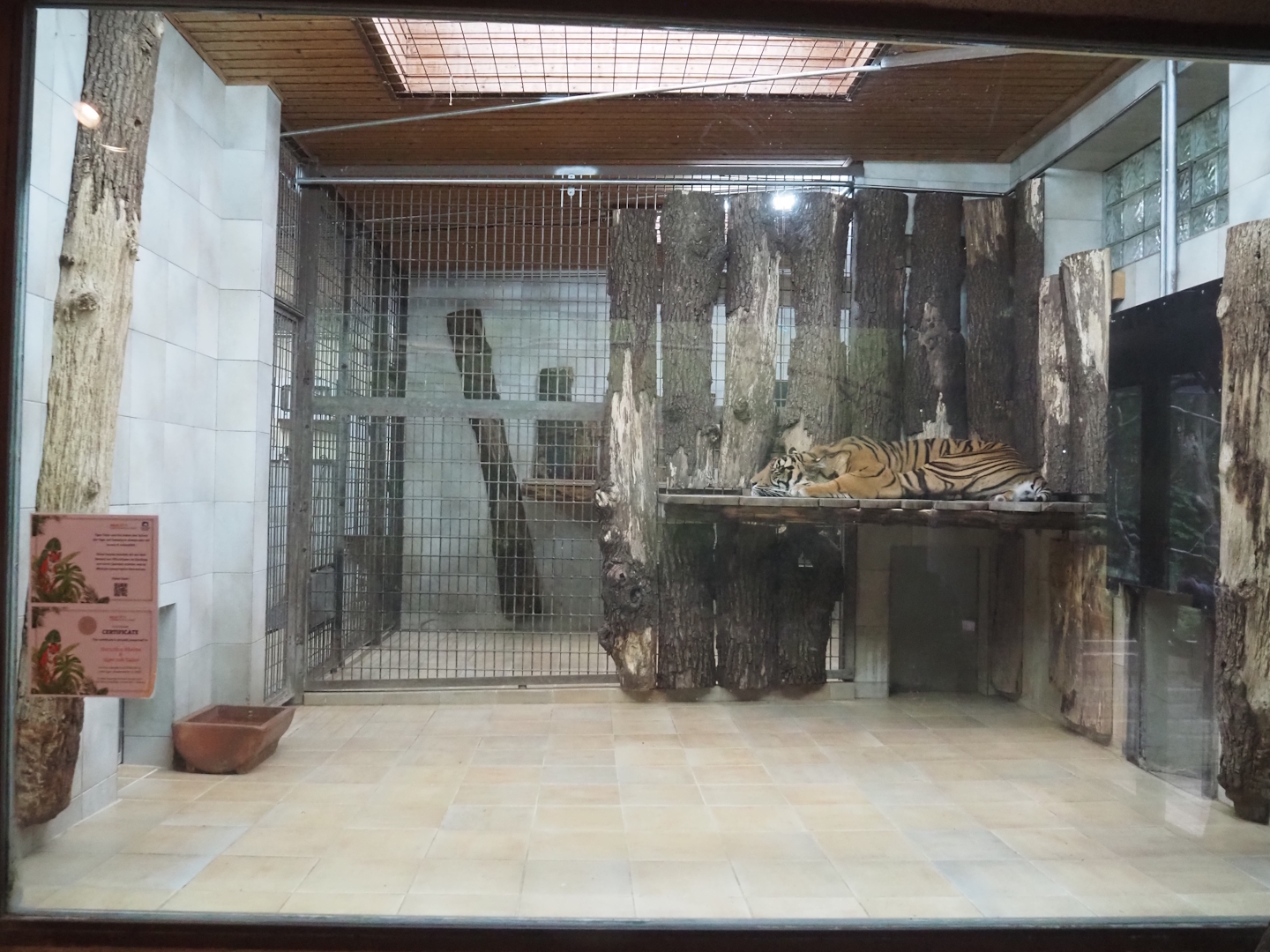 Indoor Sumatran tiger exhibits, 2025-05-22