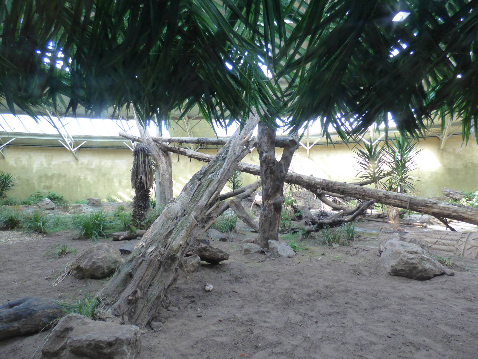 Indoor Sun Bear Enclosure in SOTJ