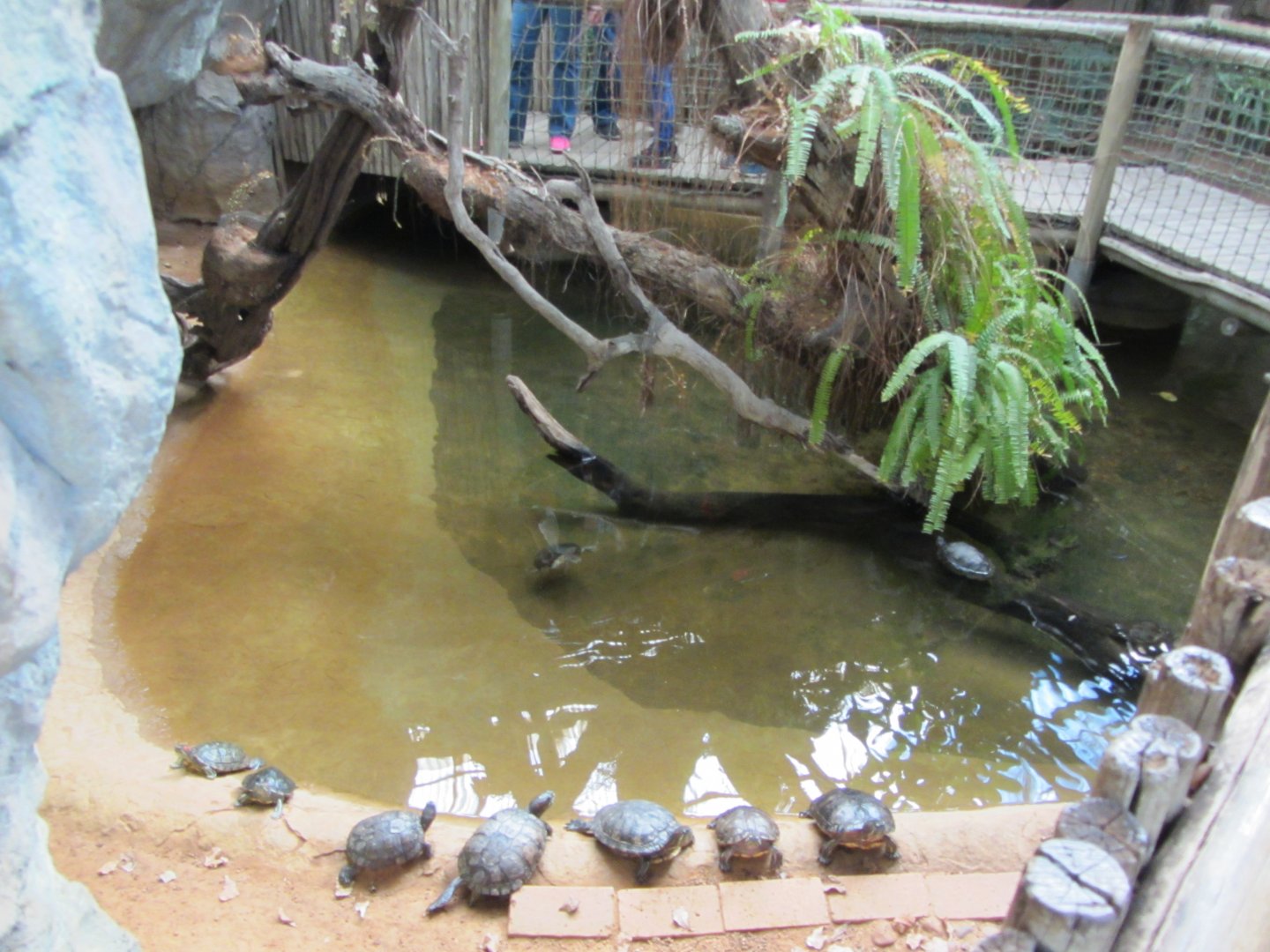 Indoor Swamp Exhibit