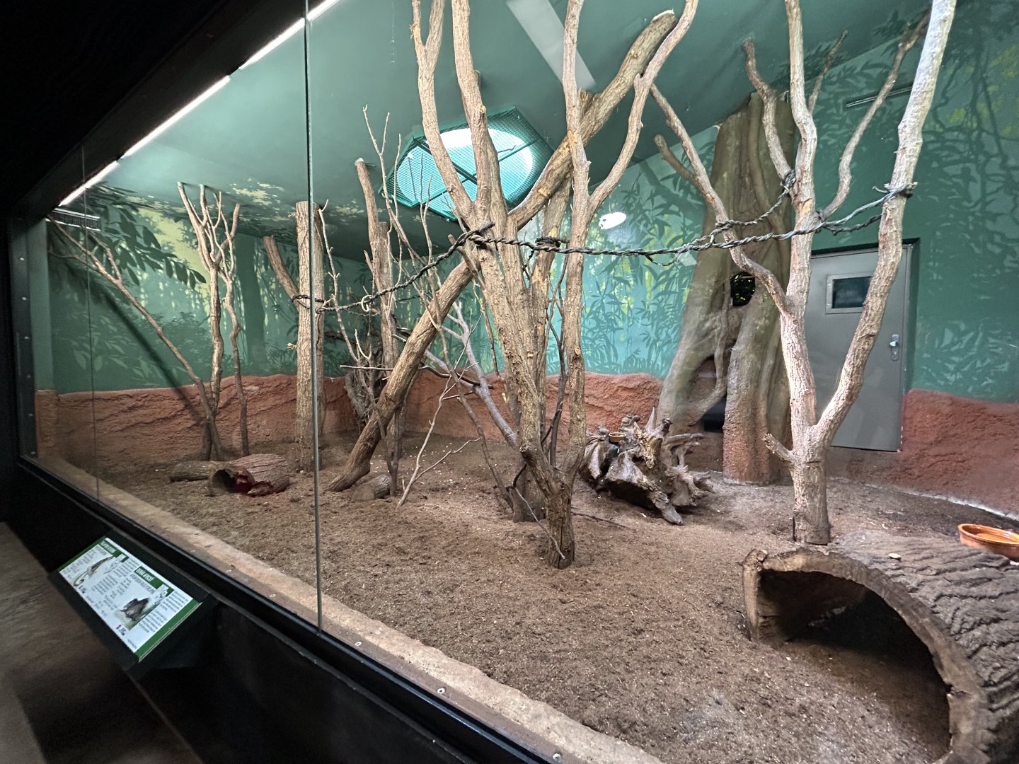 Indoor Talapoin & Brush-tailed Porcupine Exhibit - Dja Reserve