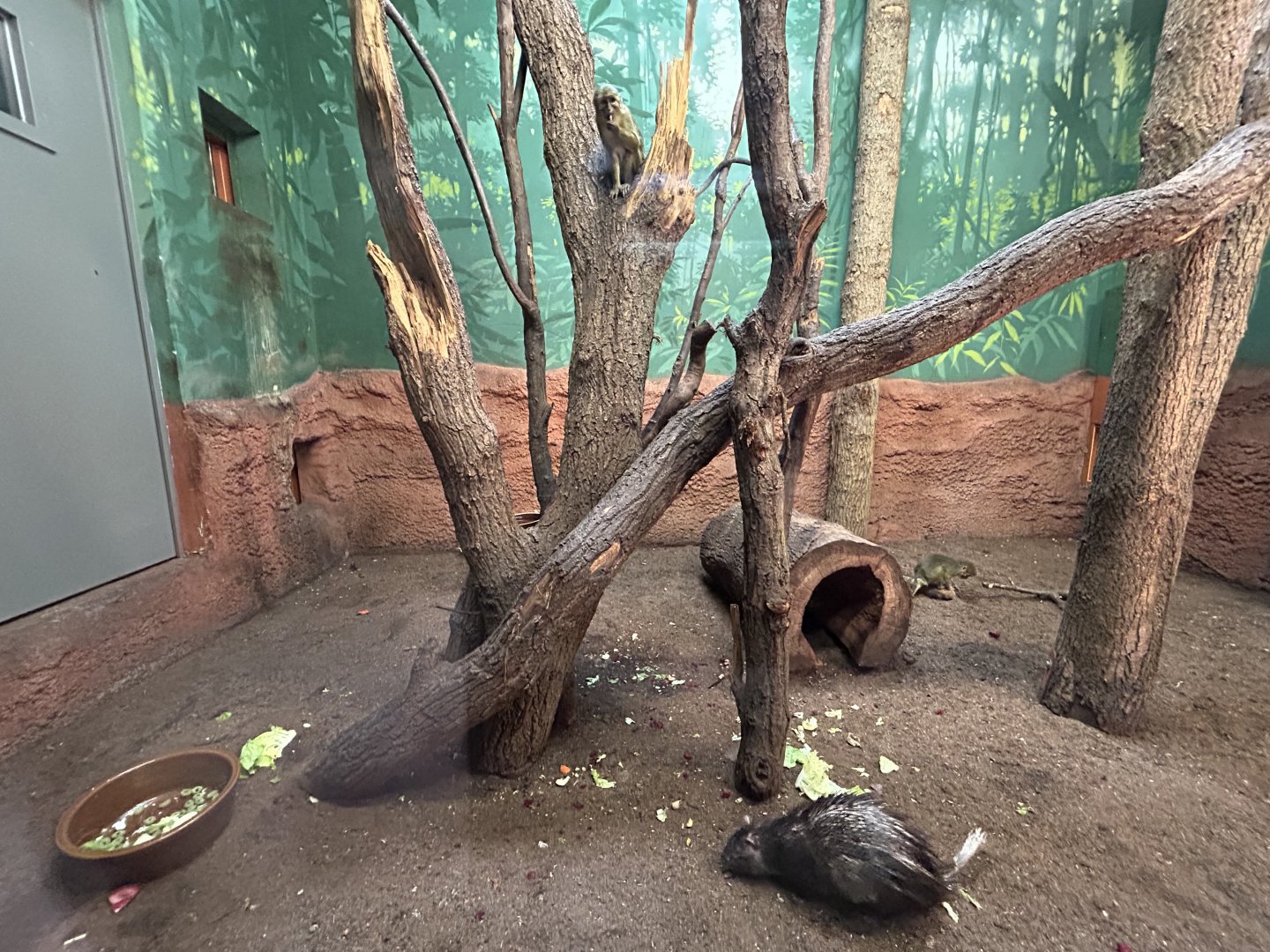 Indoor Talapoin & Brush-tailed Porcupine Exhibit - Dja Reserve