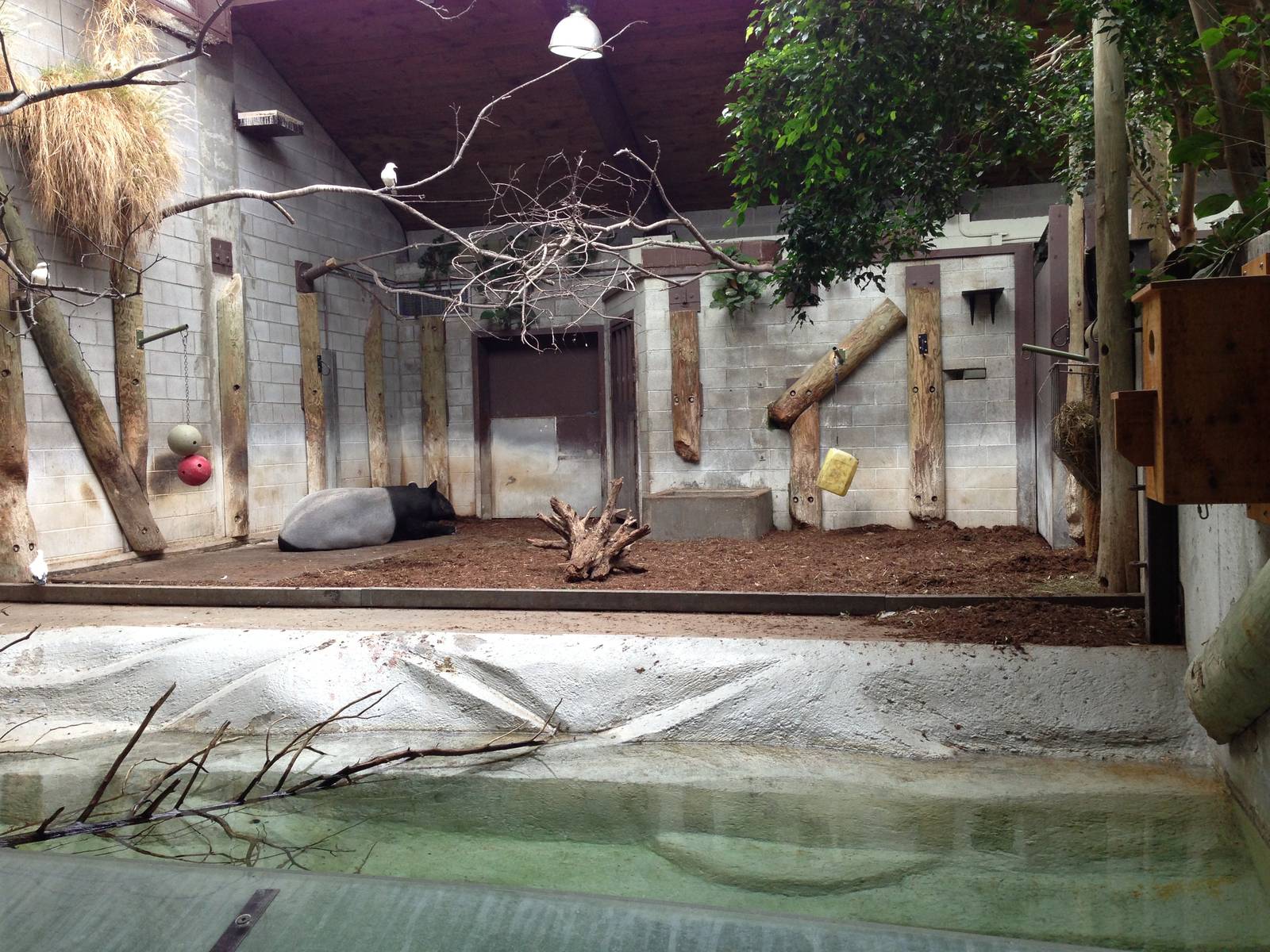 Indoor Tapir/Babirusa Exhibit