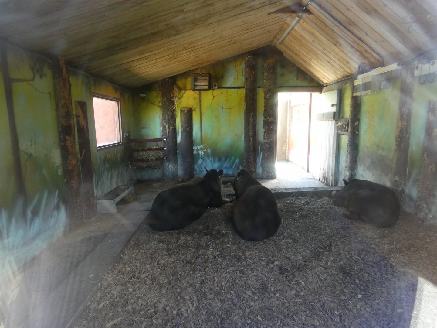 Indoor tapir enclosure