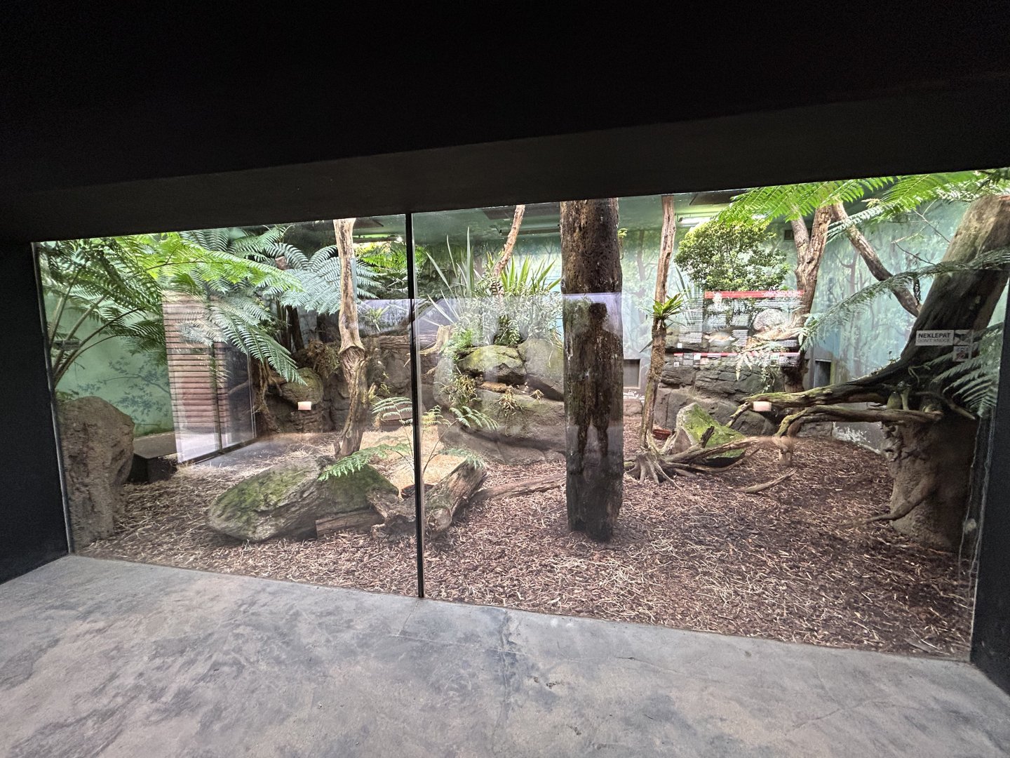 Indoor Tasmanian Devil Exhibit - Darwin Crater