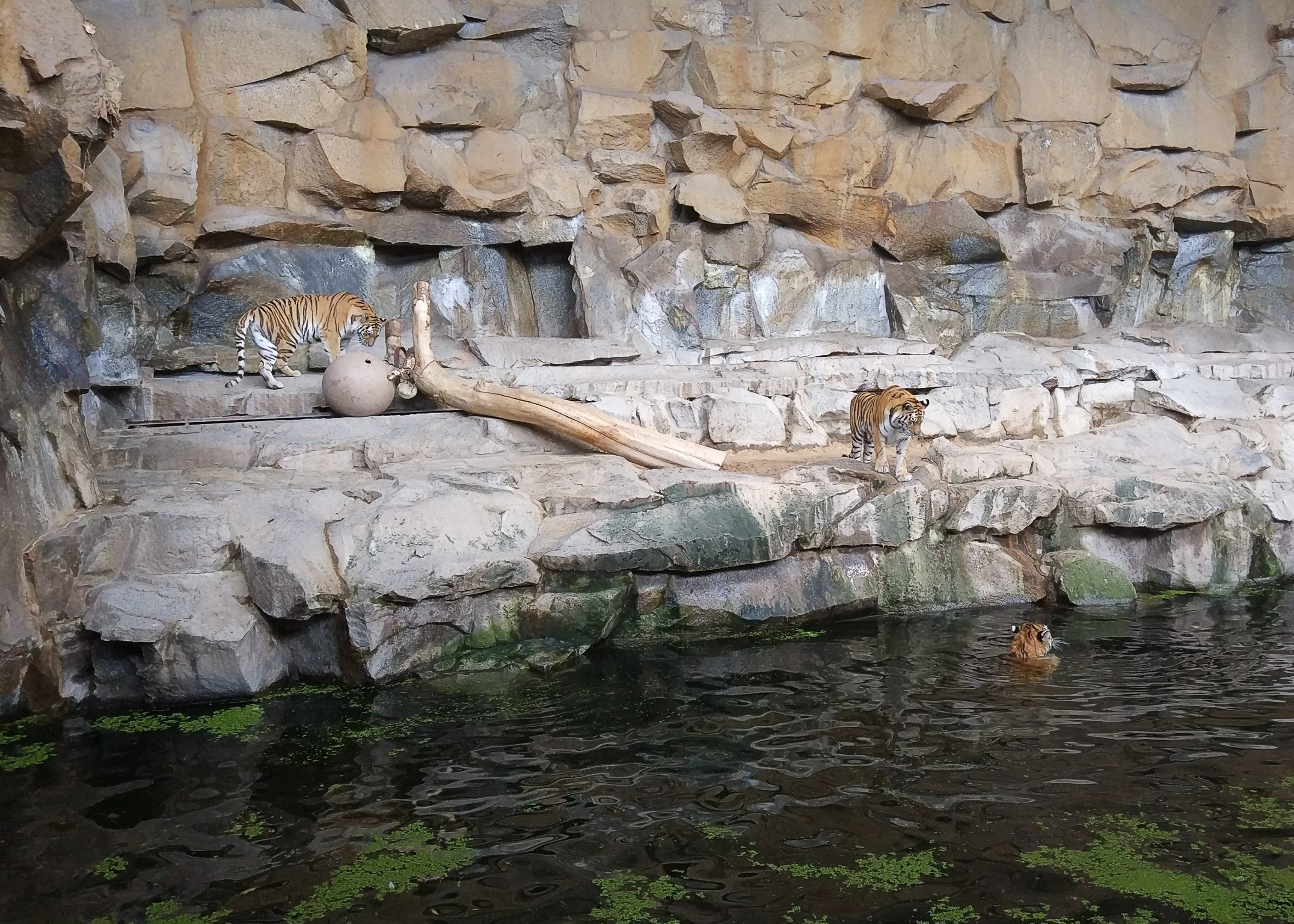 Indoor Tiger Enclosure