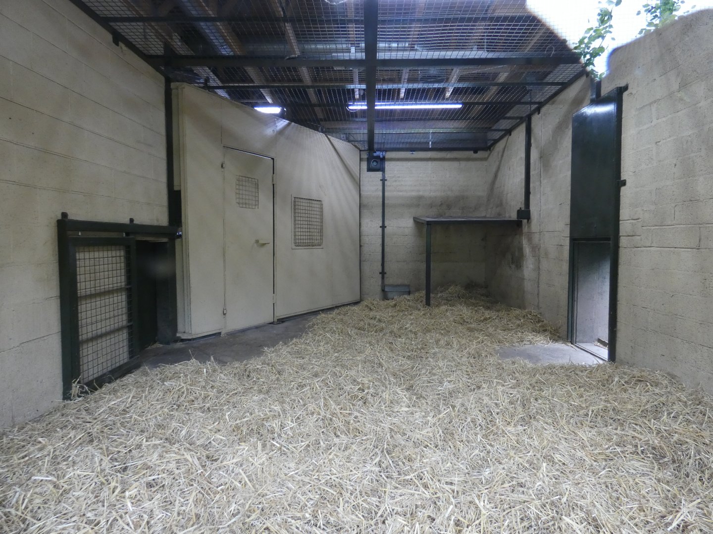 Indoor tiger enclosure
