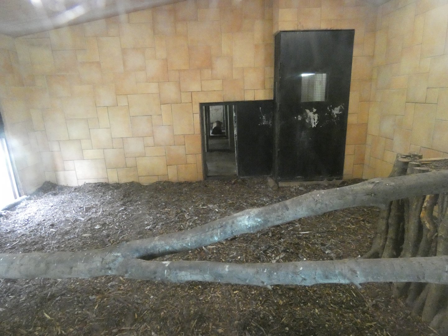 Indoor tiger enclosure