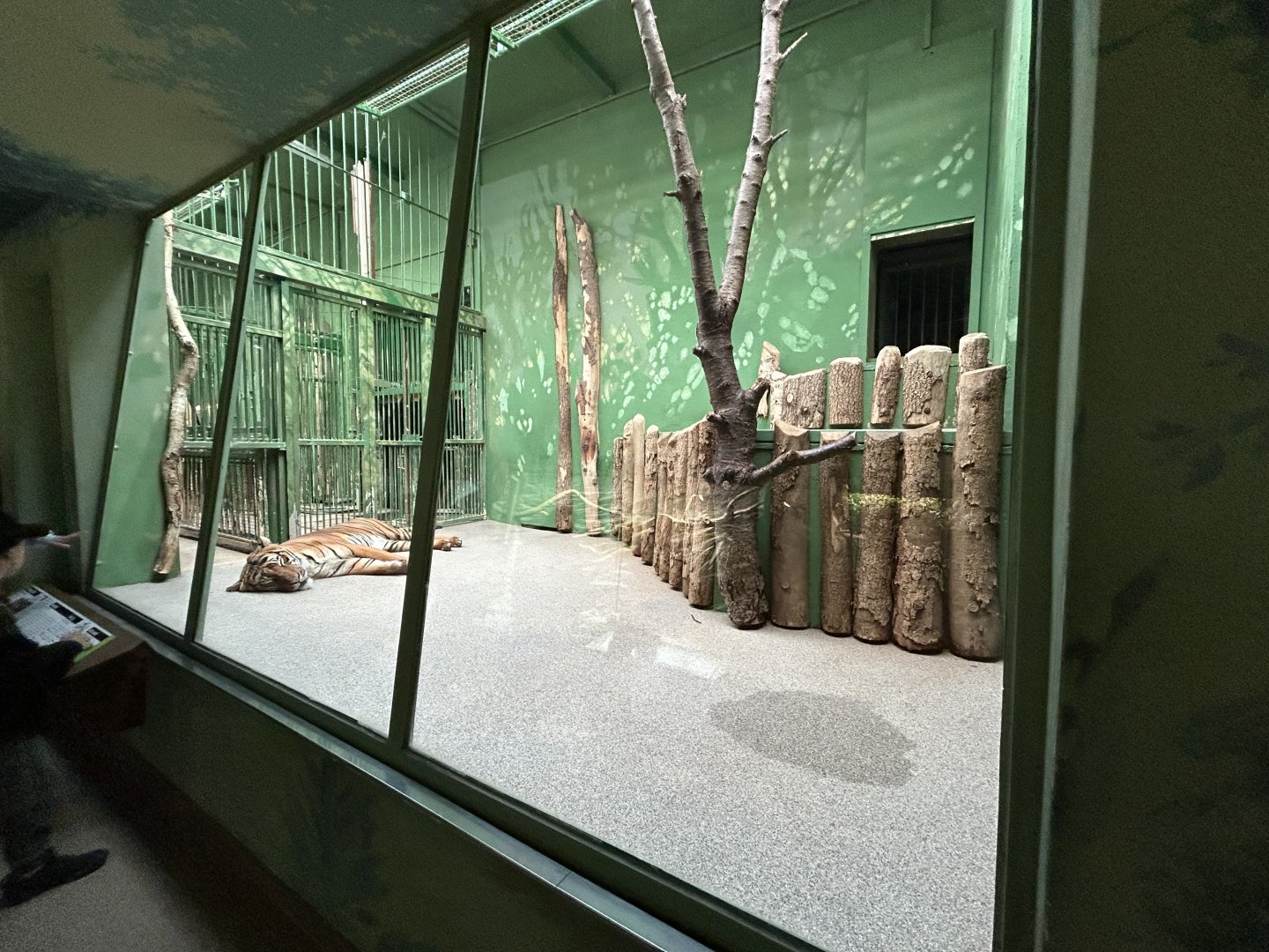 Indoor Tiger Exhibit - Feline\Reptile House
