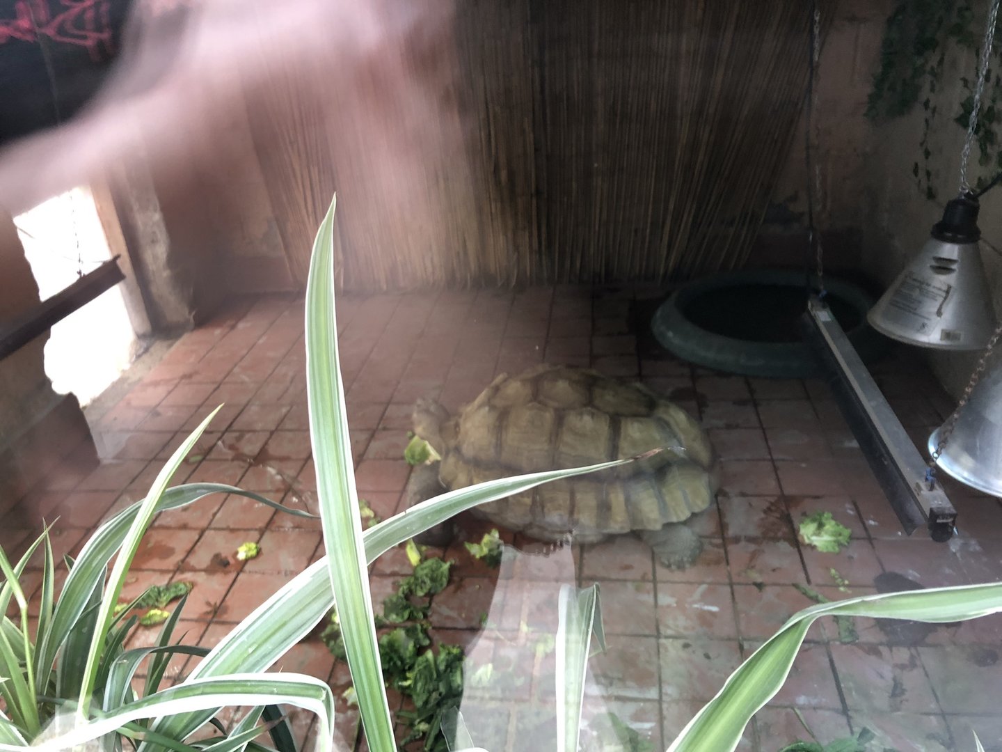 Indoor Tortoise Enclosure at Peak Wildlife Park (August 2023)