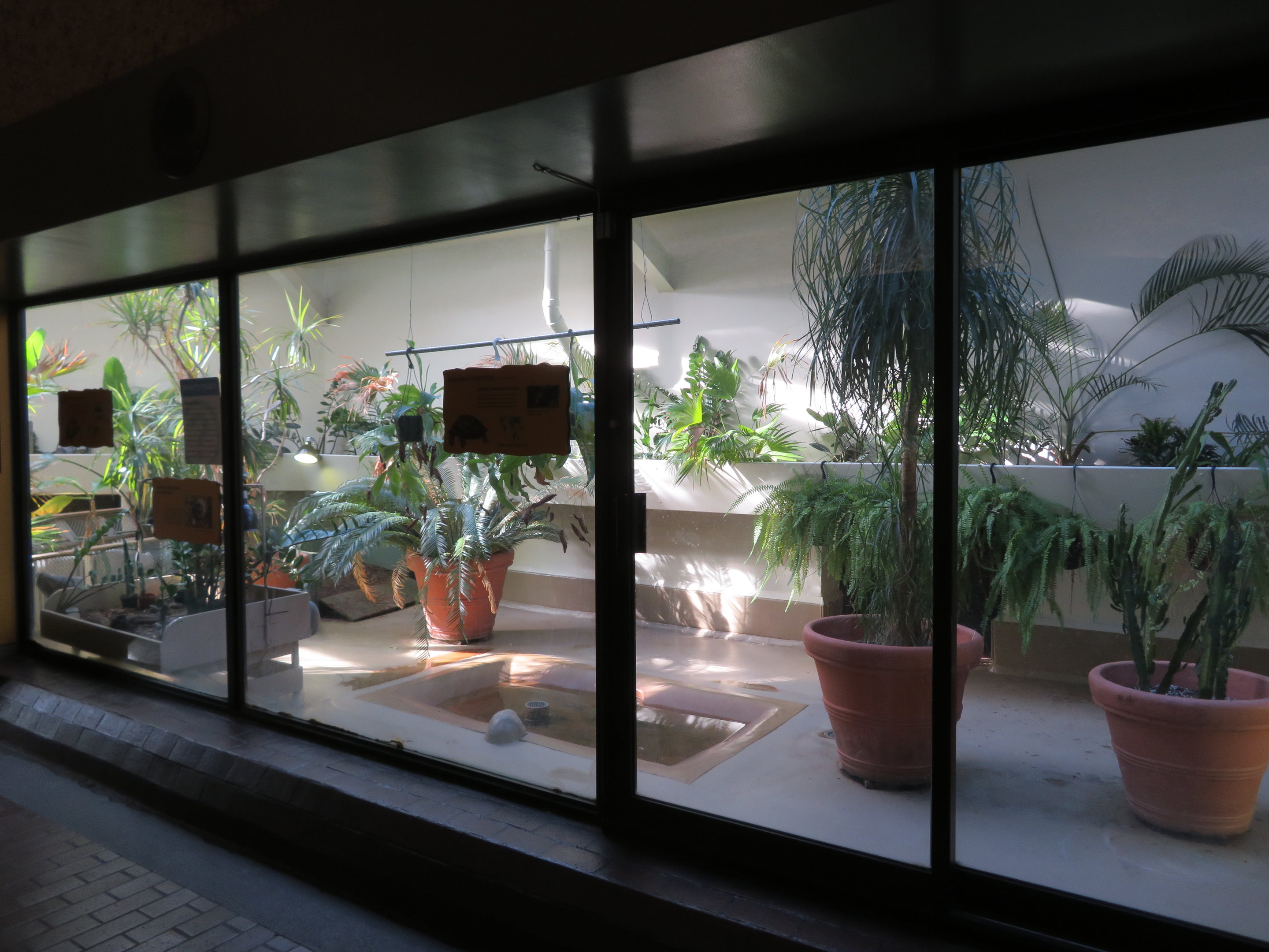 Indoor Tortoise Holding